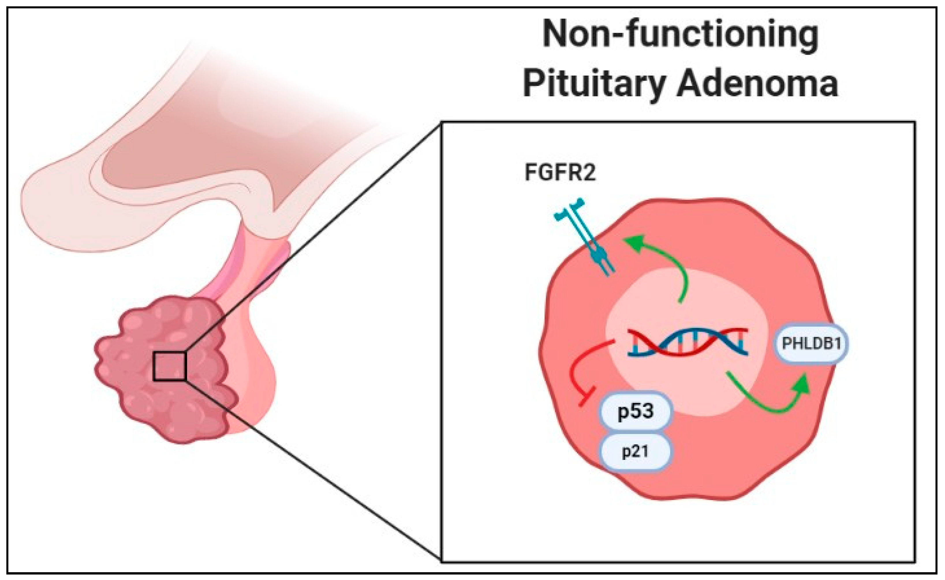 Cancers 11 01977 g001 Cancers 11 01977 g001