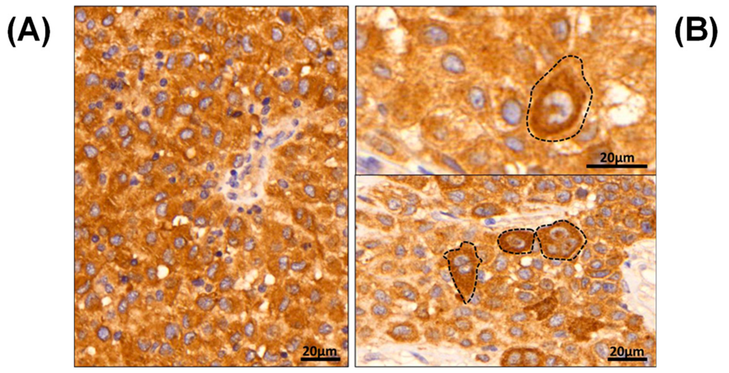 Cancers 11 01981 g001 Cancers 11 01981 g001