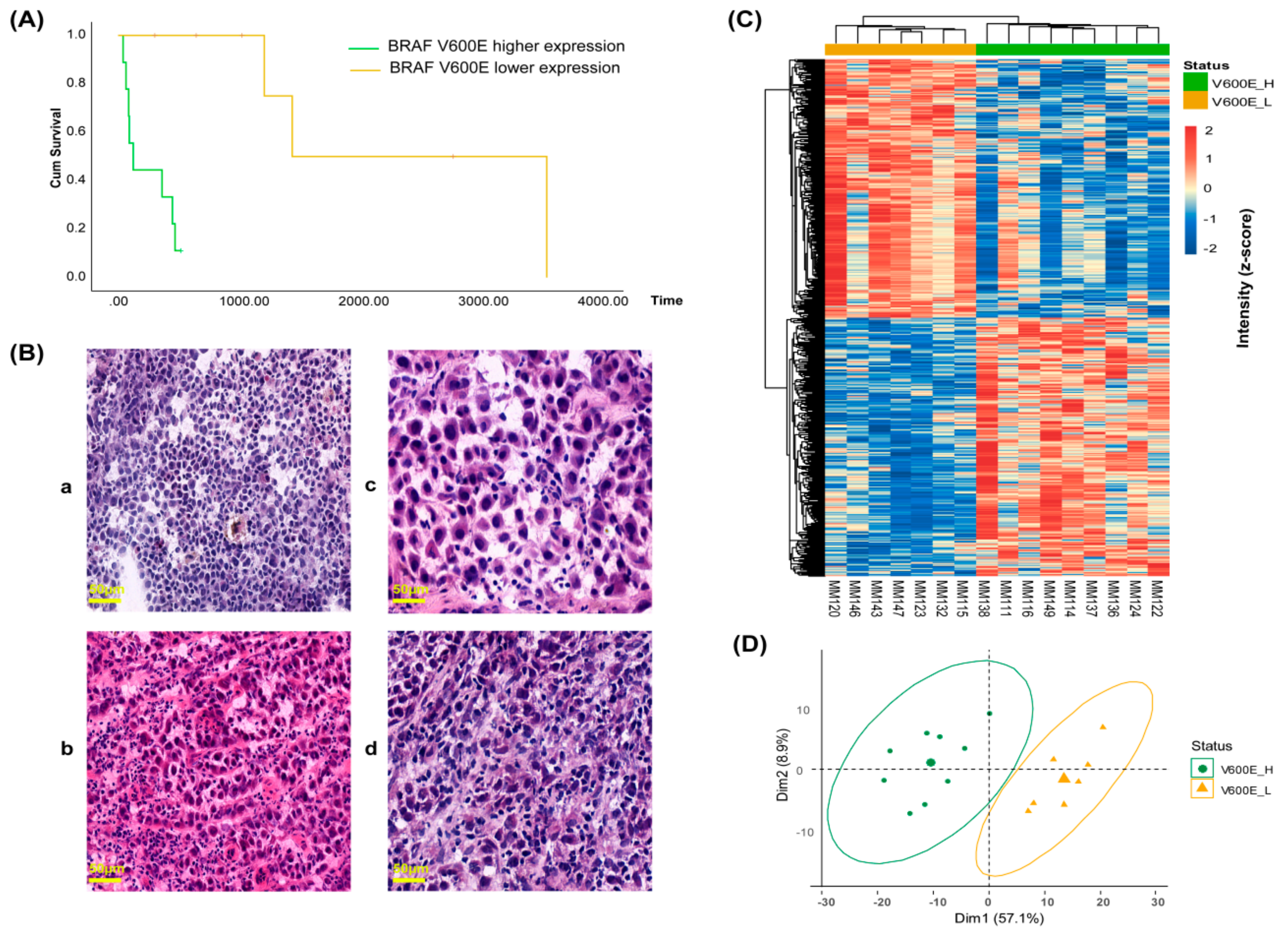Cancers 11 01981 g005 Cancers 11 01981 g005