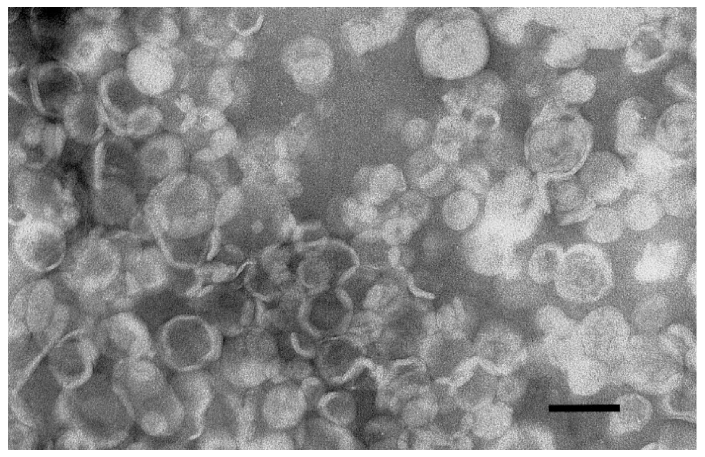 Cancers 11 01982 g001 Cancers 11 01982 g001