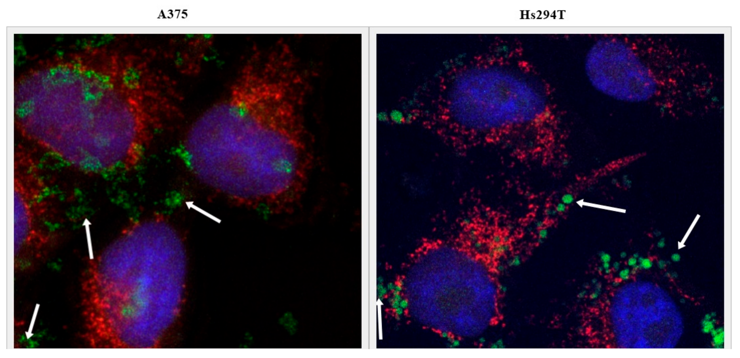 Cancers 11 01982 g008 Cancers 11 01982 g008