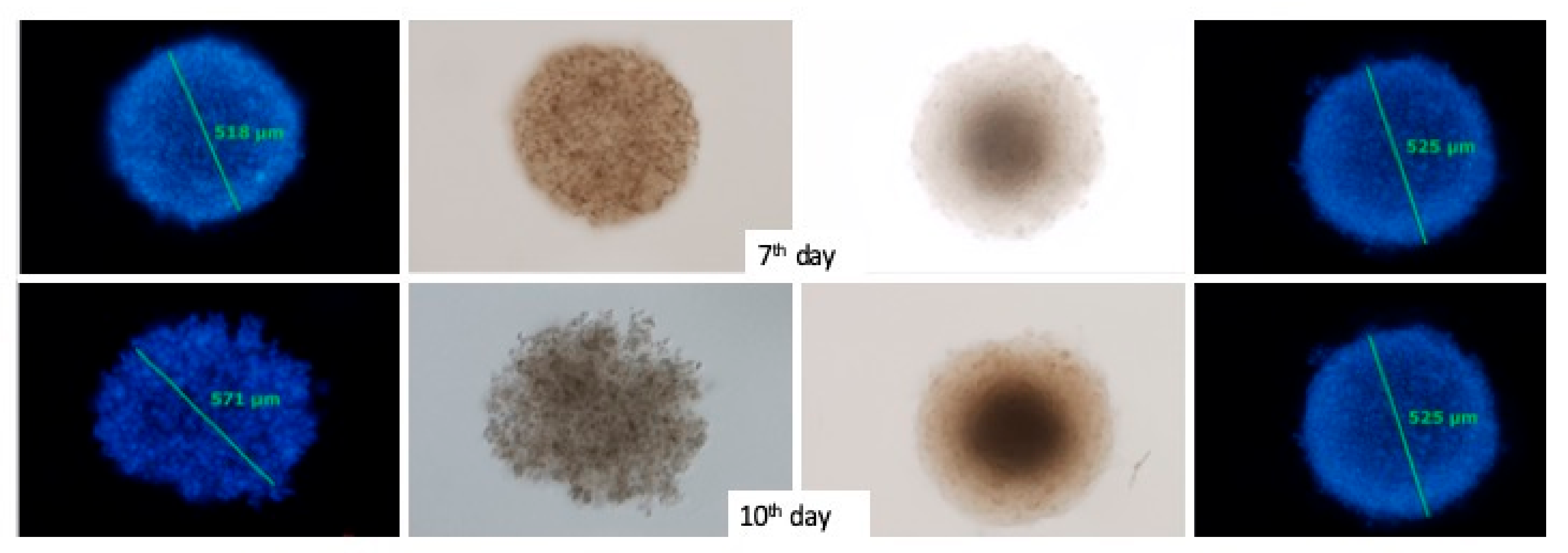 Cancers 11 01982 g010 Cancers 11 01982 g010