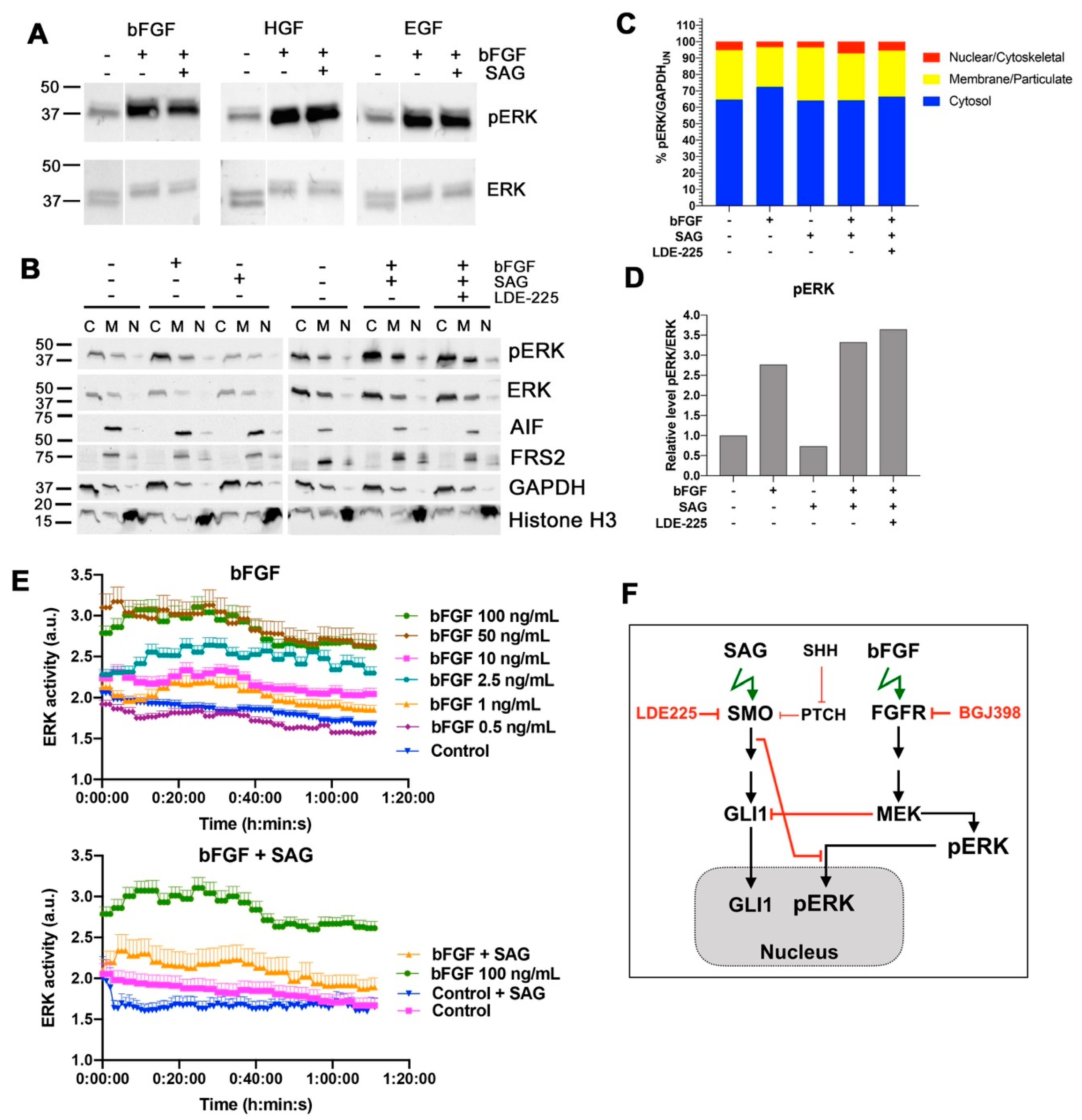 Cancers 11 01985 g004