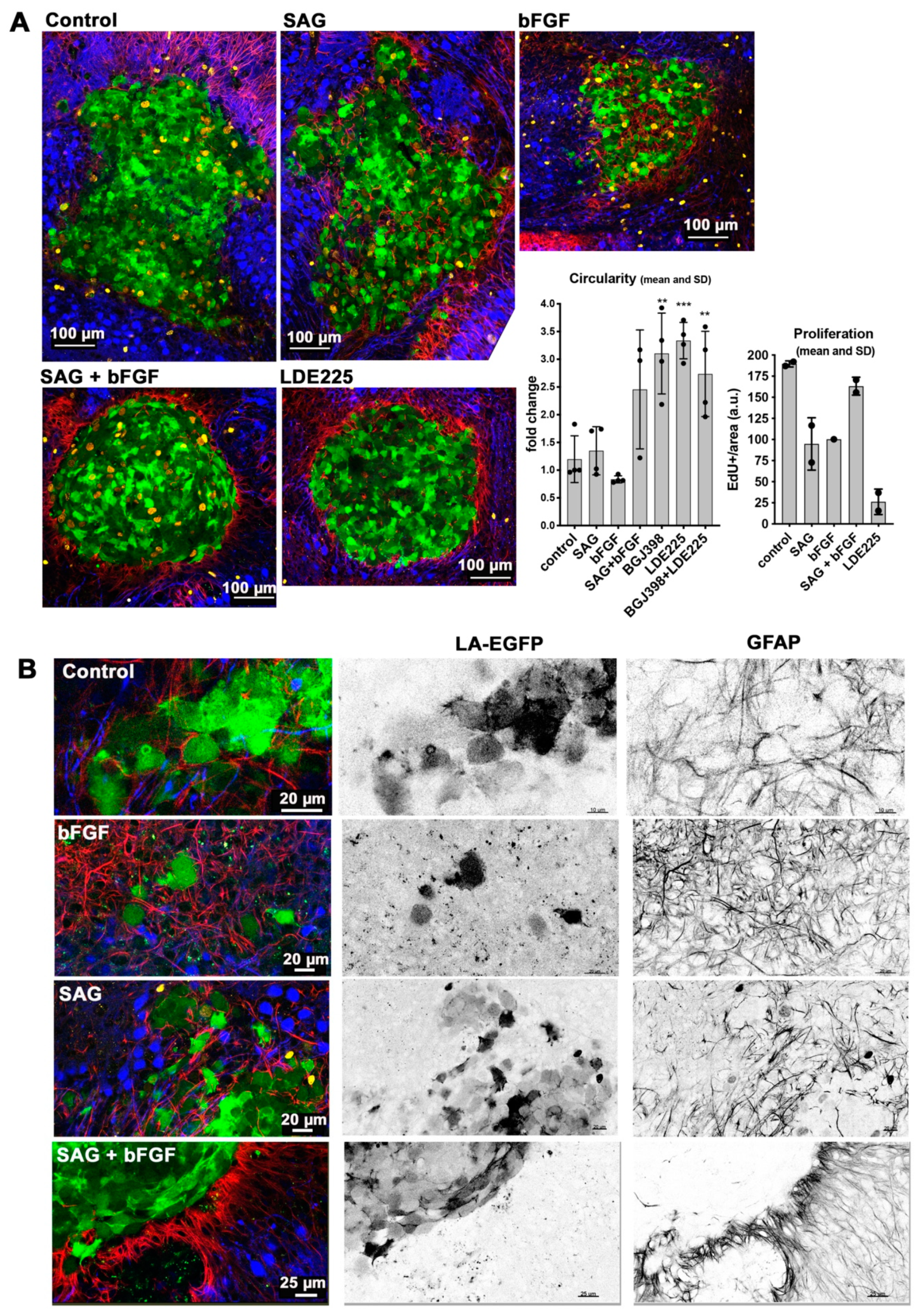 Cancers 11 01985 g005