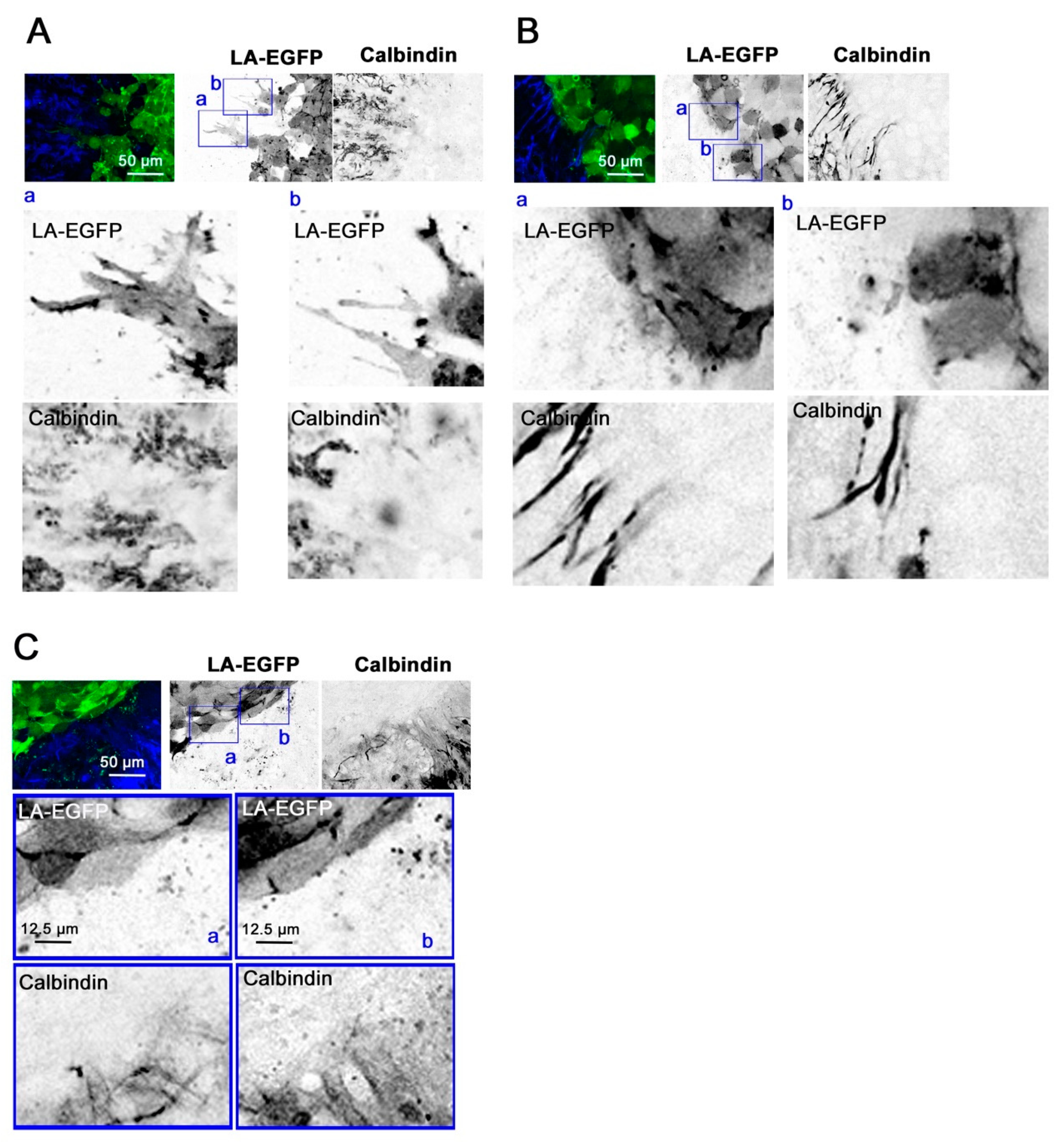 Cancers 11 01985 g006