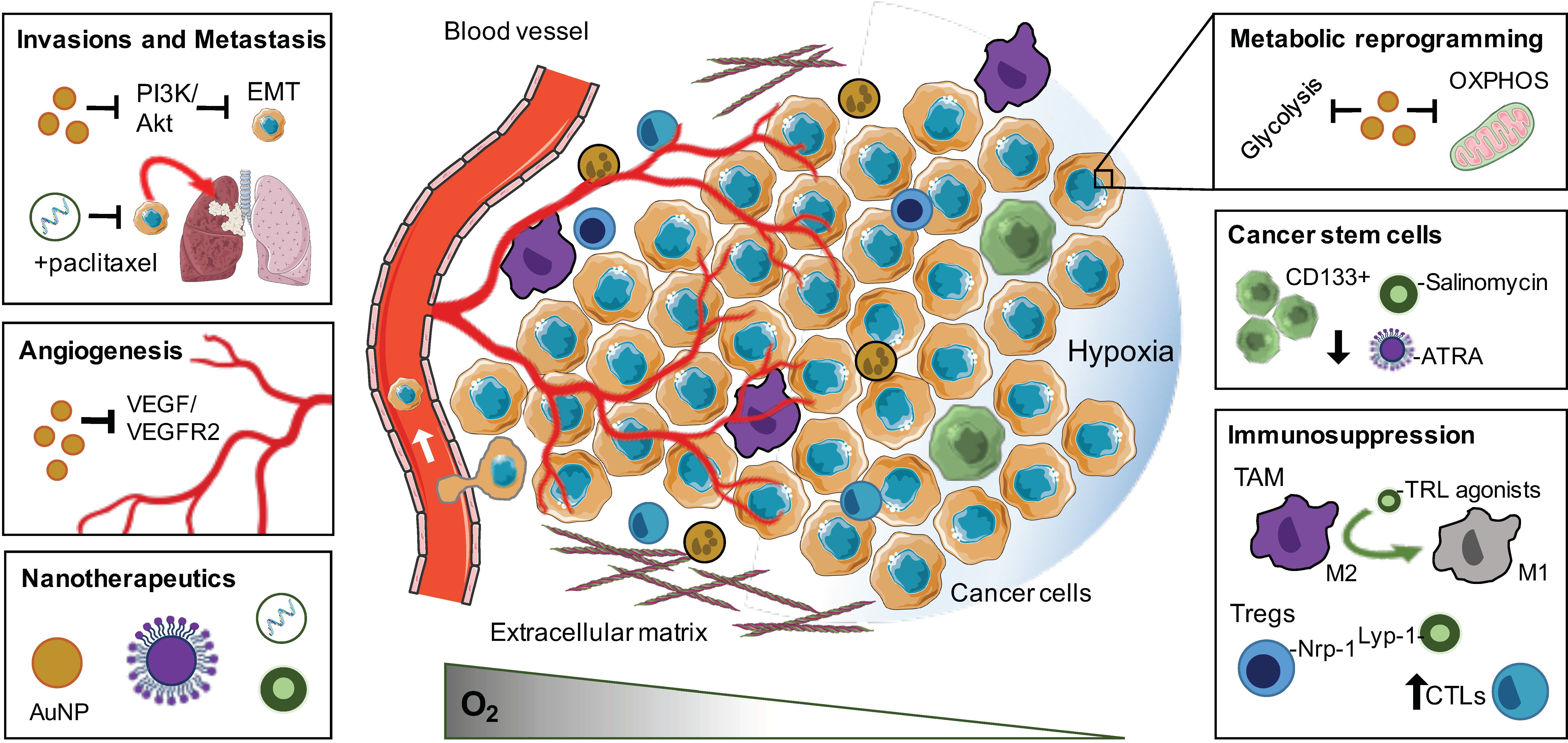 Cancers free full text exploiting current understanding of hypoxia