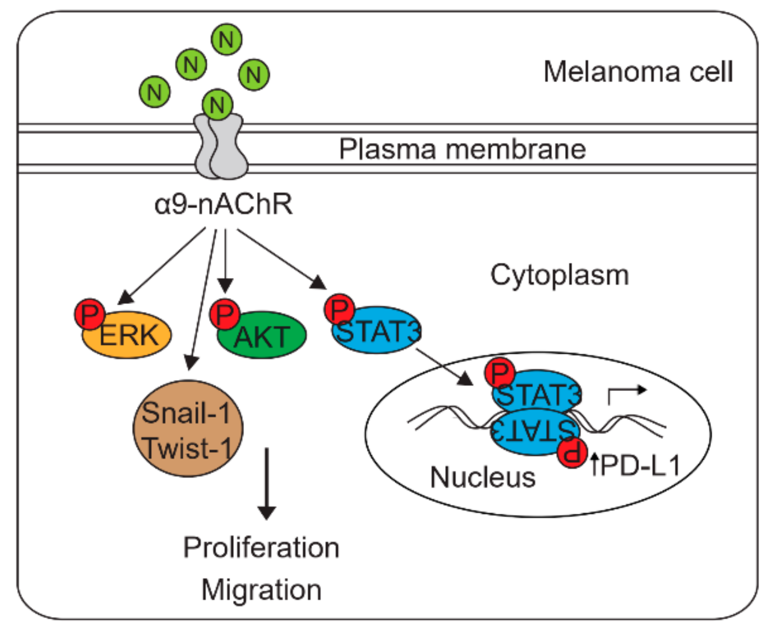 Cancers 11 01991 g007 Cancers 11 01991 g007