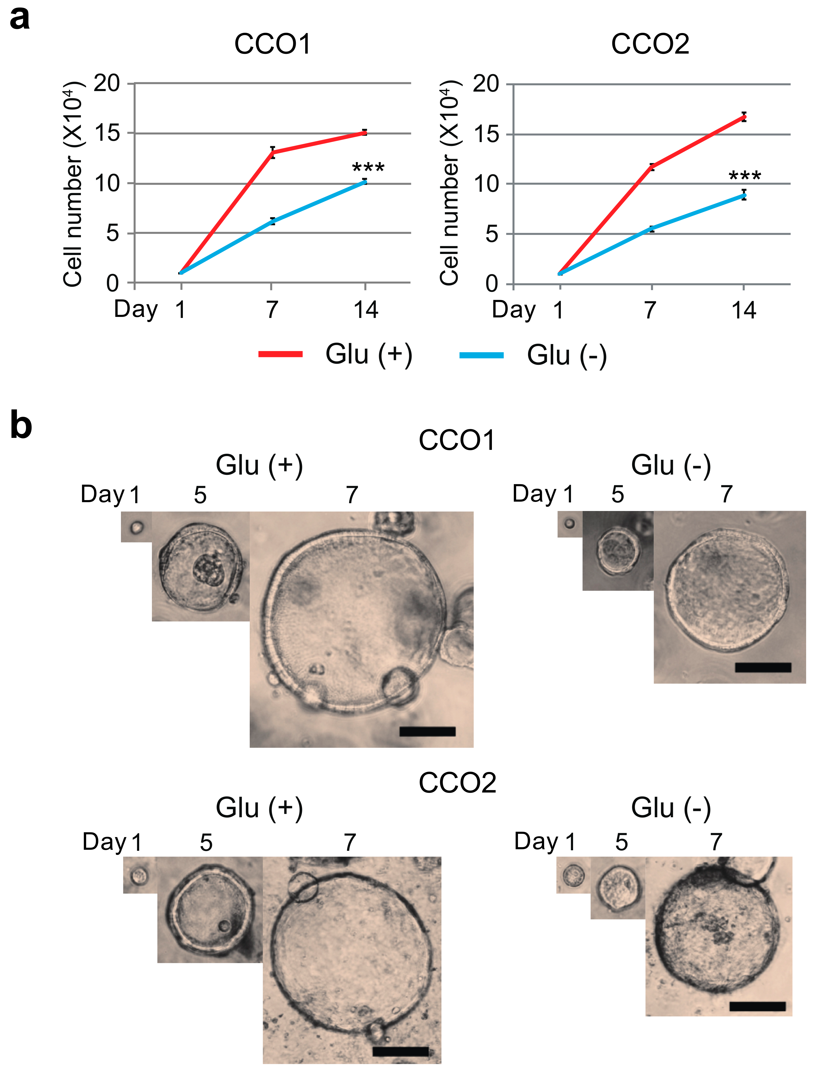 Cancers 11 01993 g001 Cancers 11 01993 g001