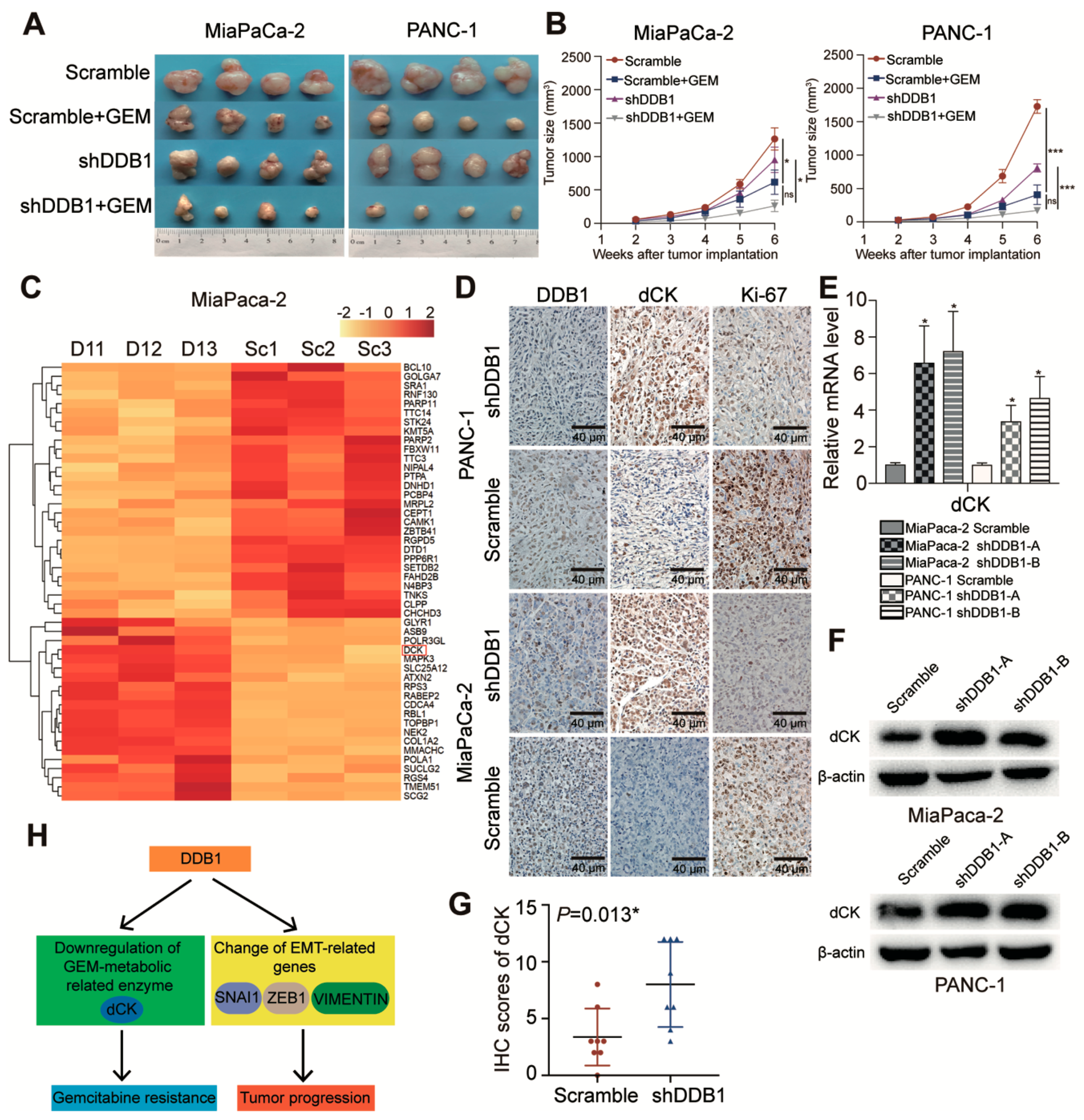 Cancers 11 01998 g004