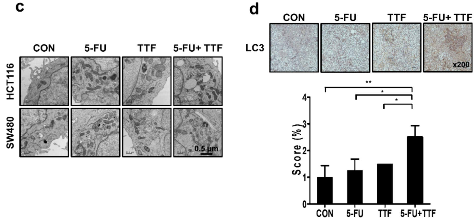 Cancers 11 01999 g006b Cancers 11 01999 g006b