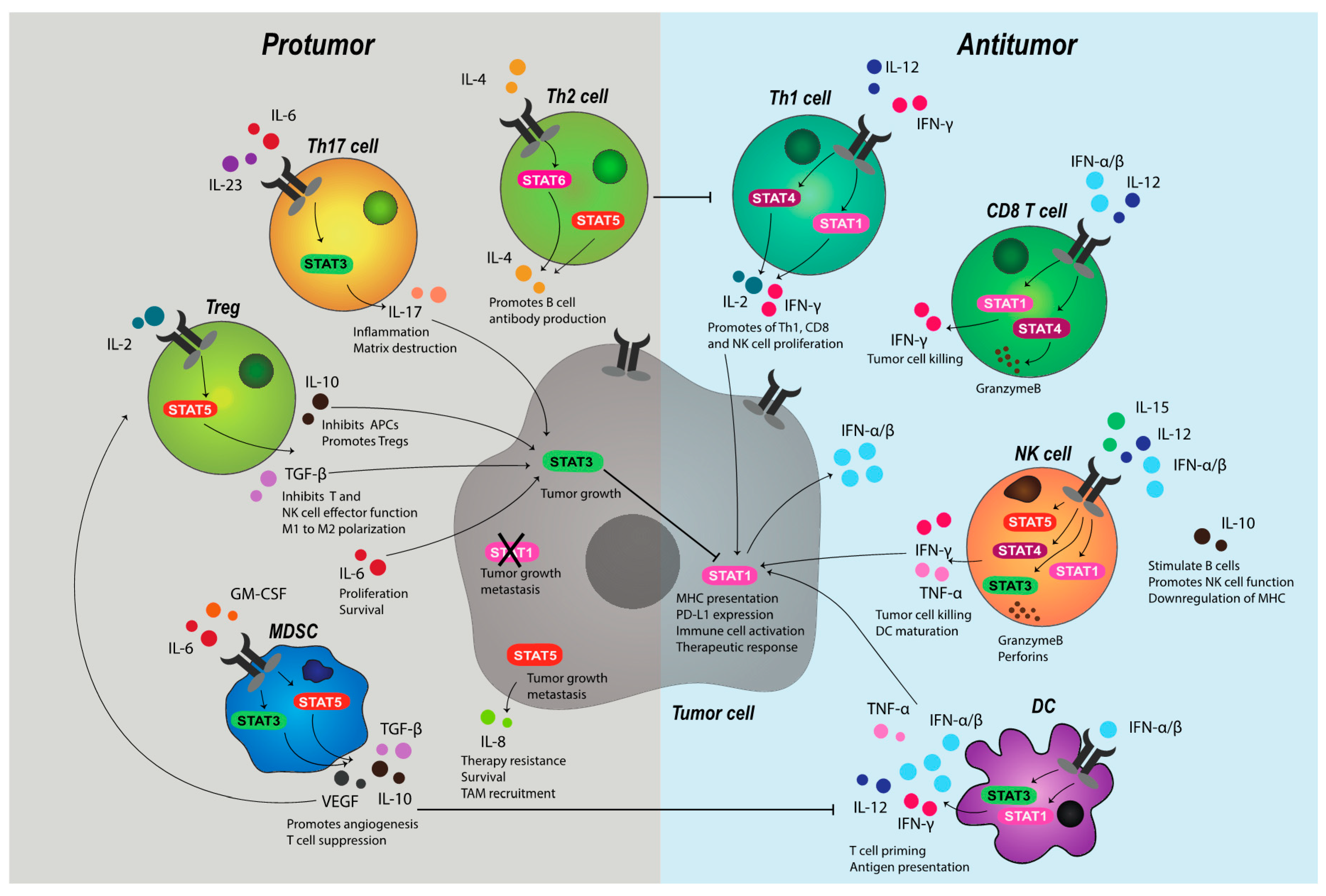 Cancers | Free Full-Text | JAK-STAT Signaling: A Double-Edged 