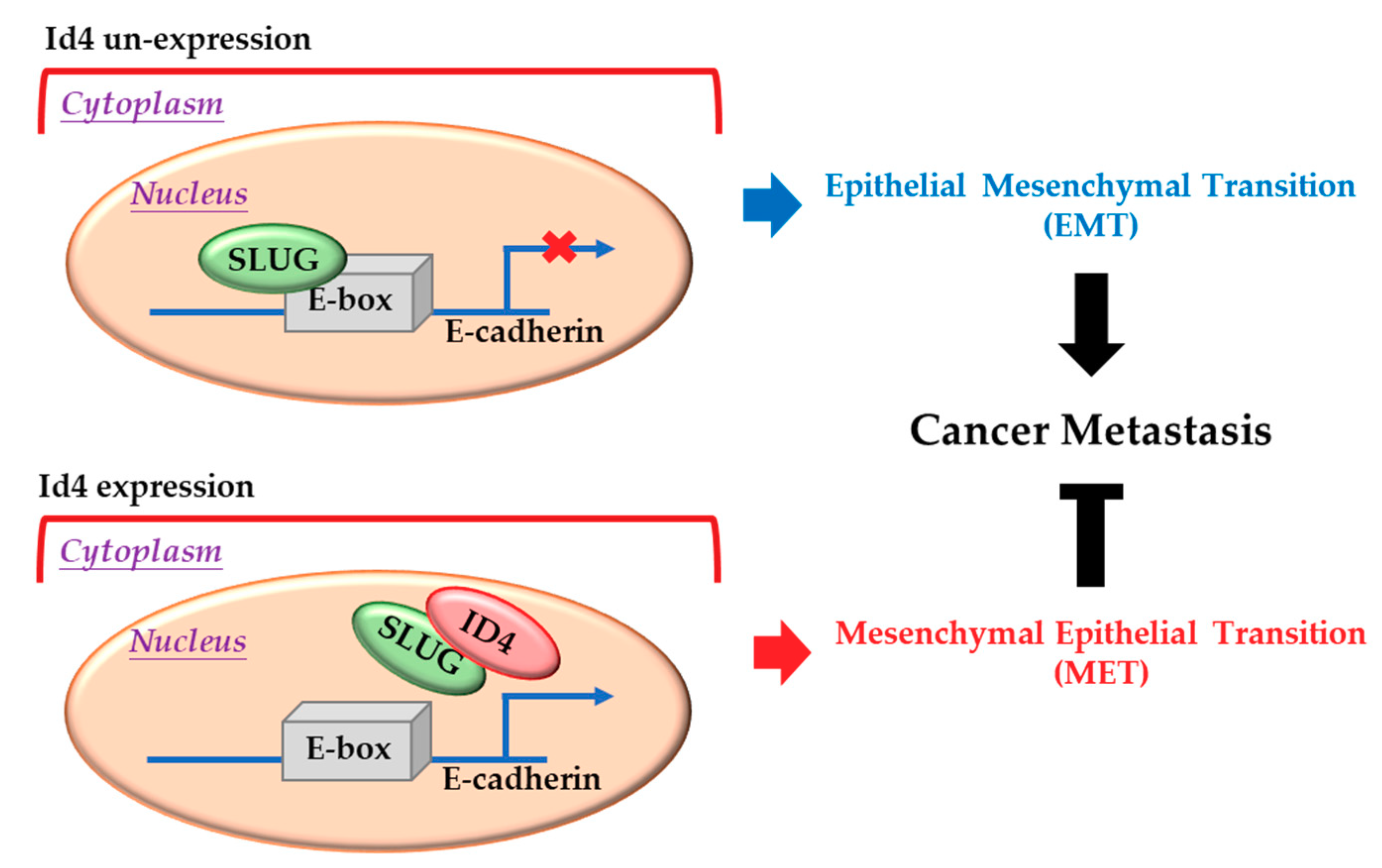 Cancers 11 02021 g005 Cancers 11 02021 g005