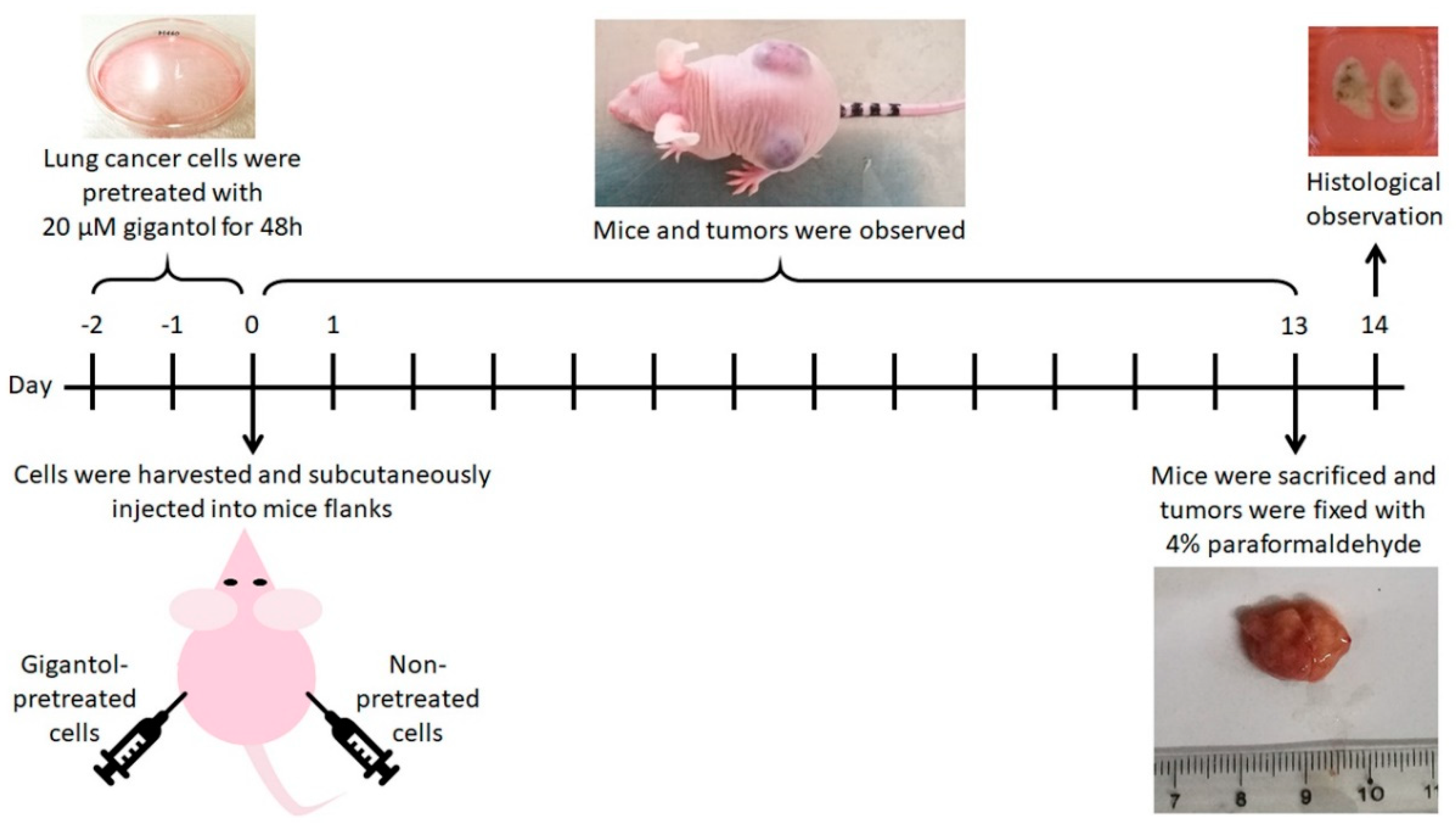 Cancers 11 02032 g008 Cancers 11 02032 g008