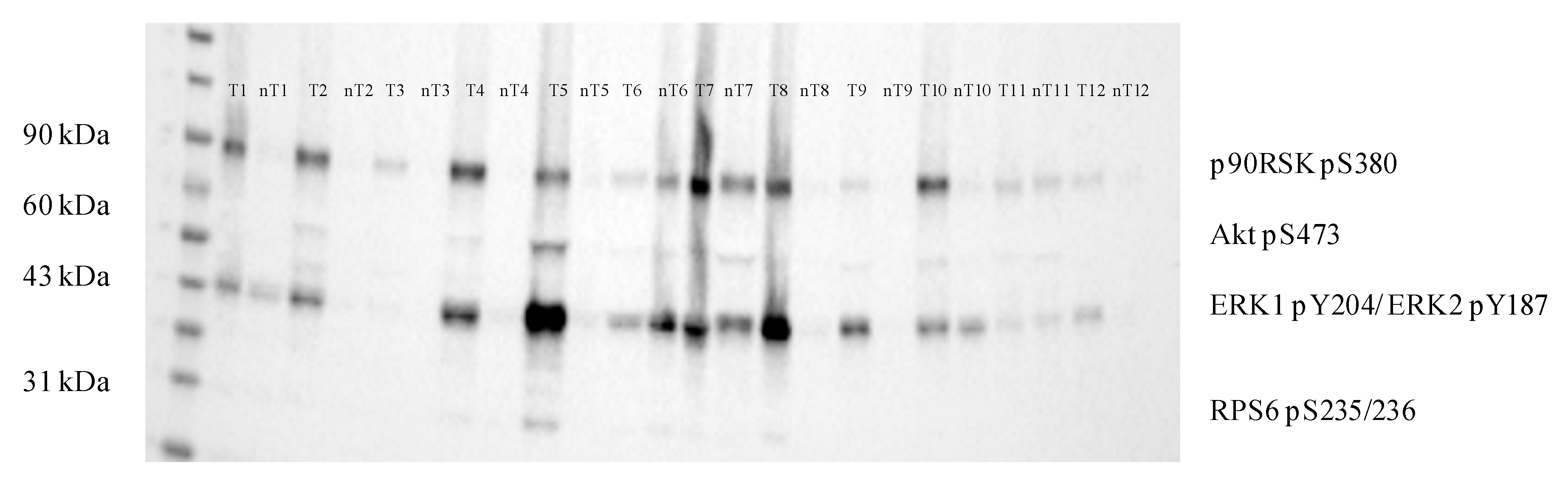 Cancers 11 02038 g003 Cancers 11 02038 g003