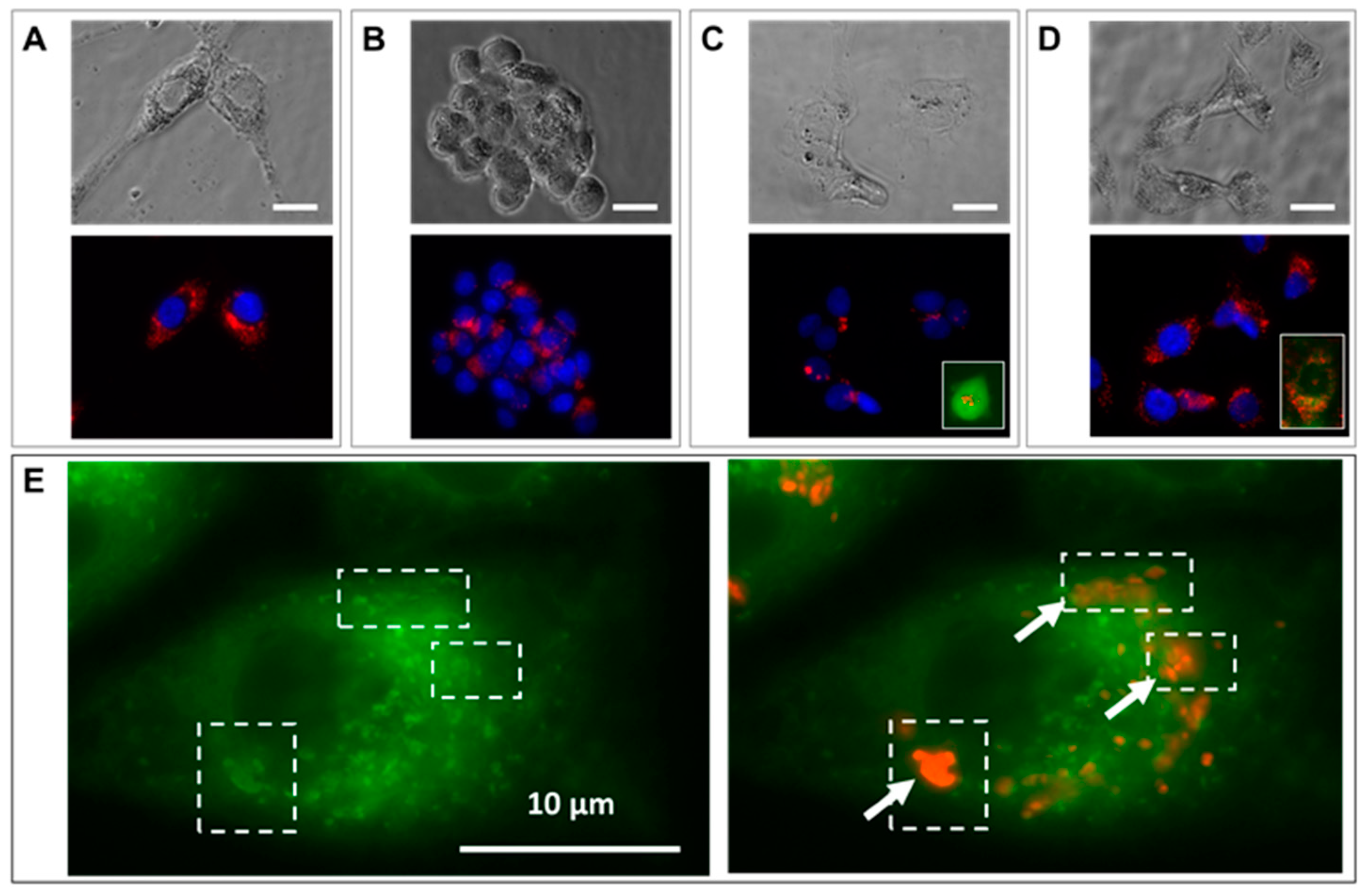 Cancers 11 02040 g002a