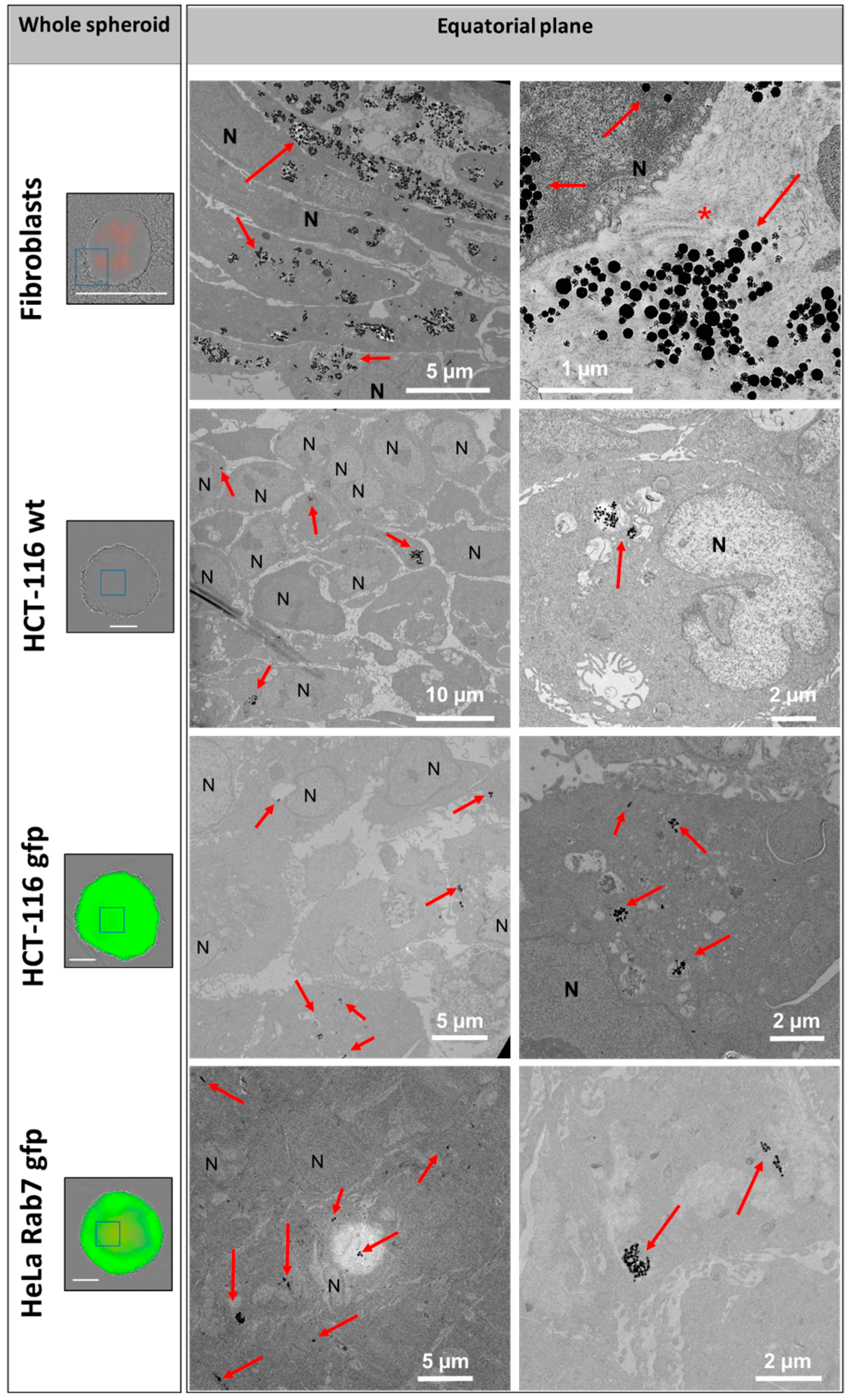 Cancers 11 02040 g005