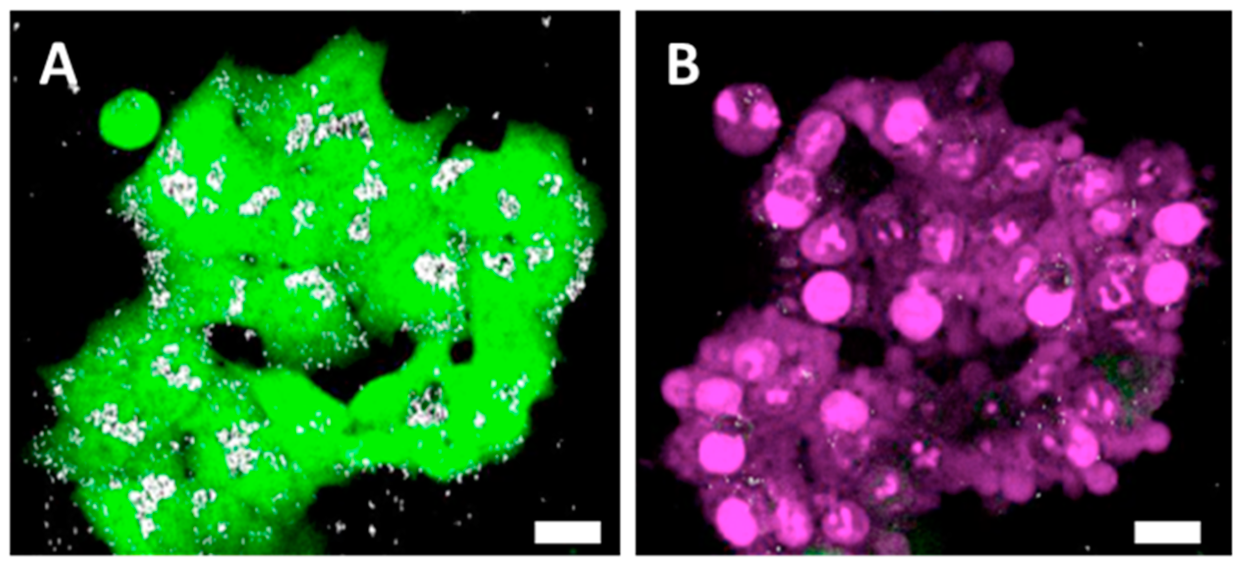 Cancers 11 02040 g007a