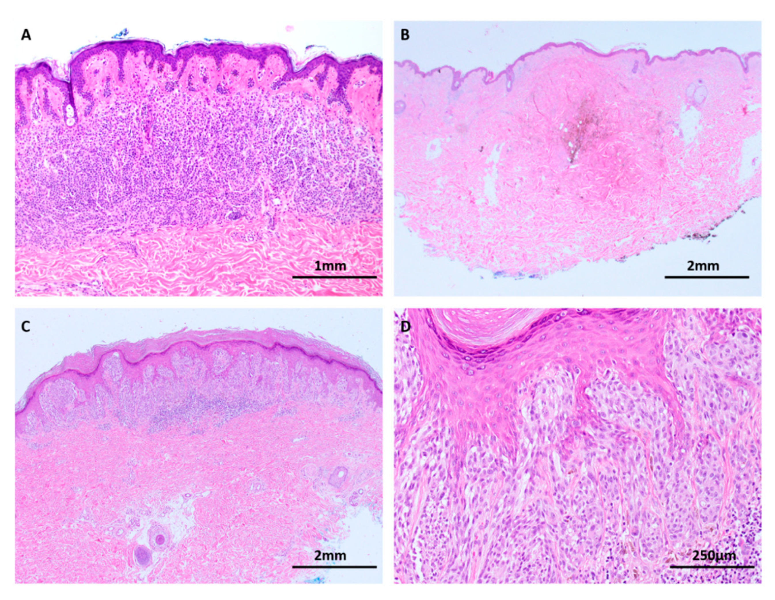 Cancers 11 02041 g003