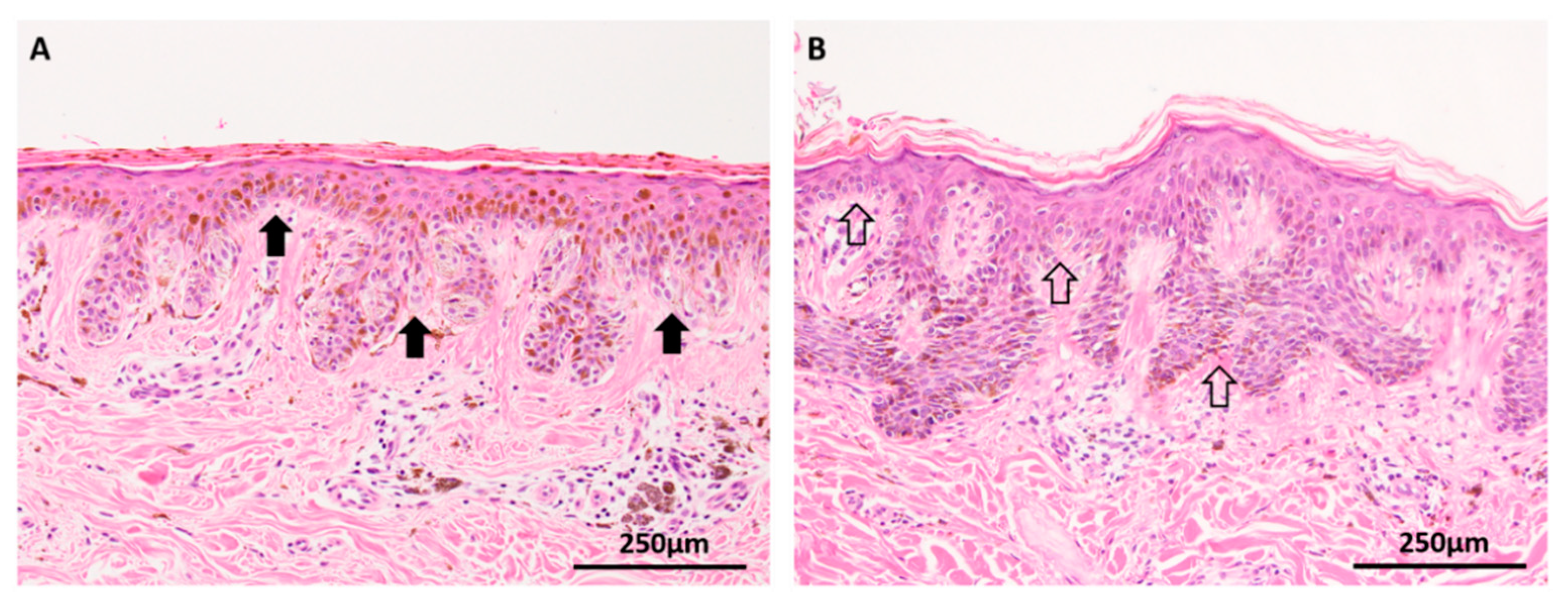 Cancers 11 02041 g004
