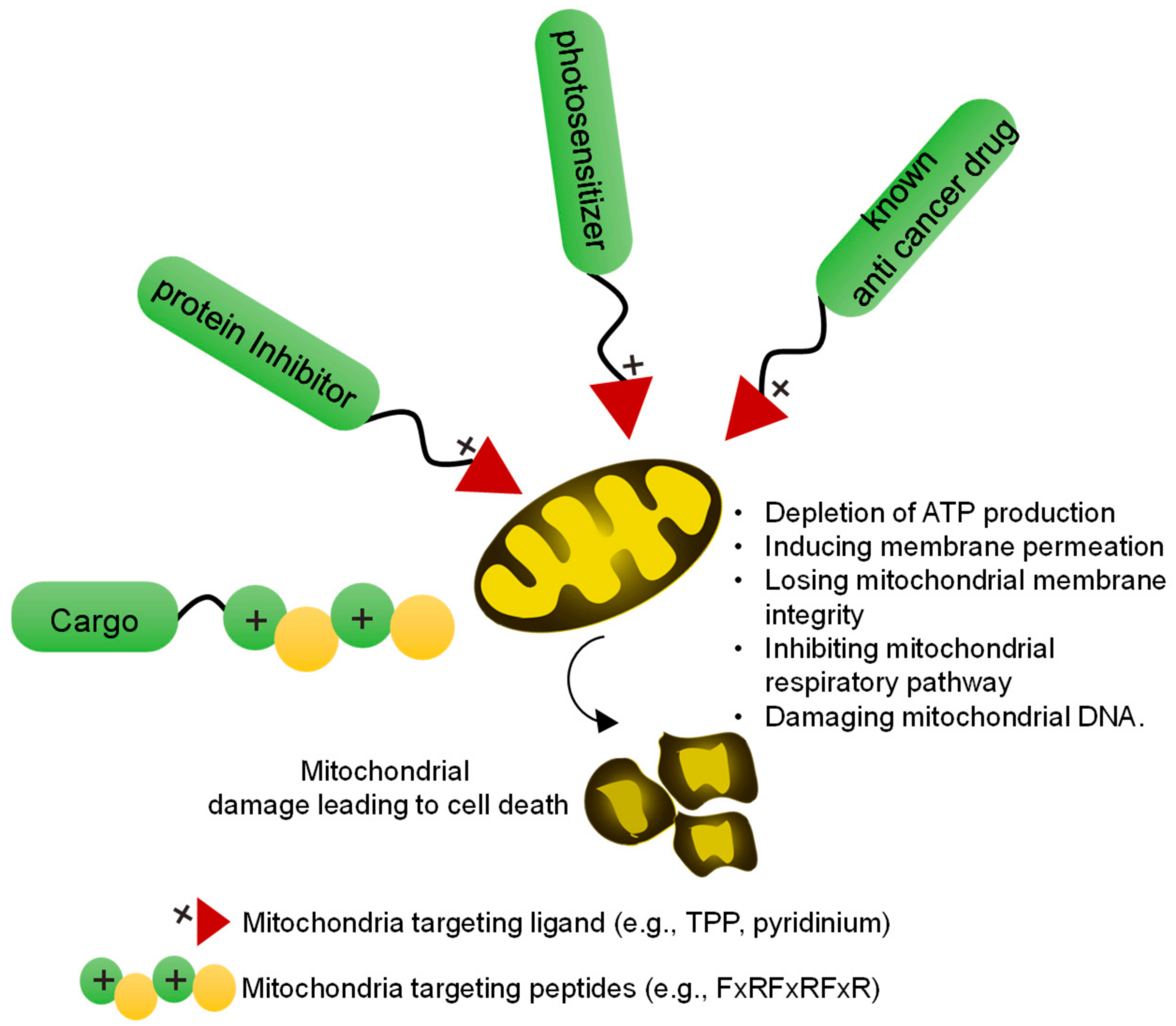 Recent Progress in Mitochondria-Targeted ... Biology Diagrams