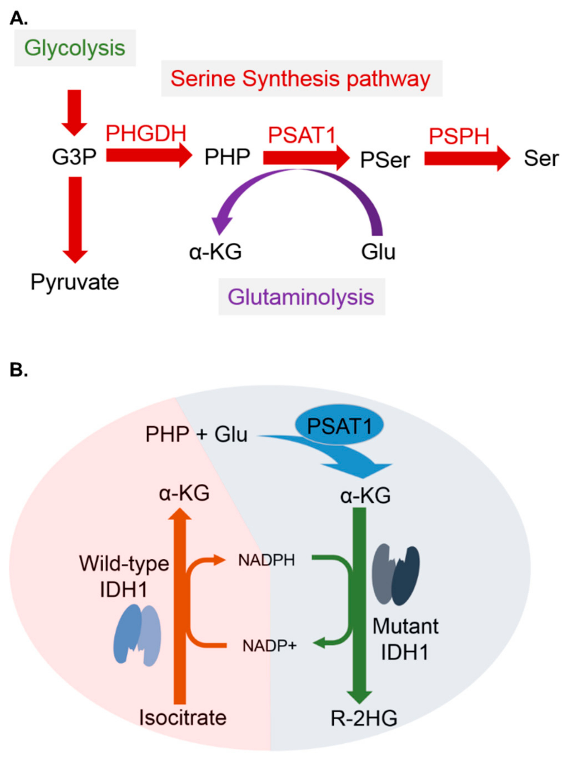 Cancers 12 00013 g005 Cancers 12 00013 g005
