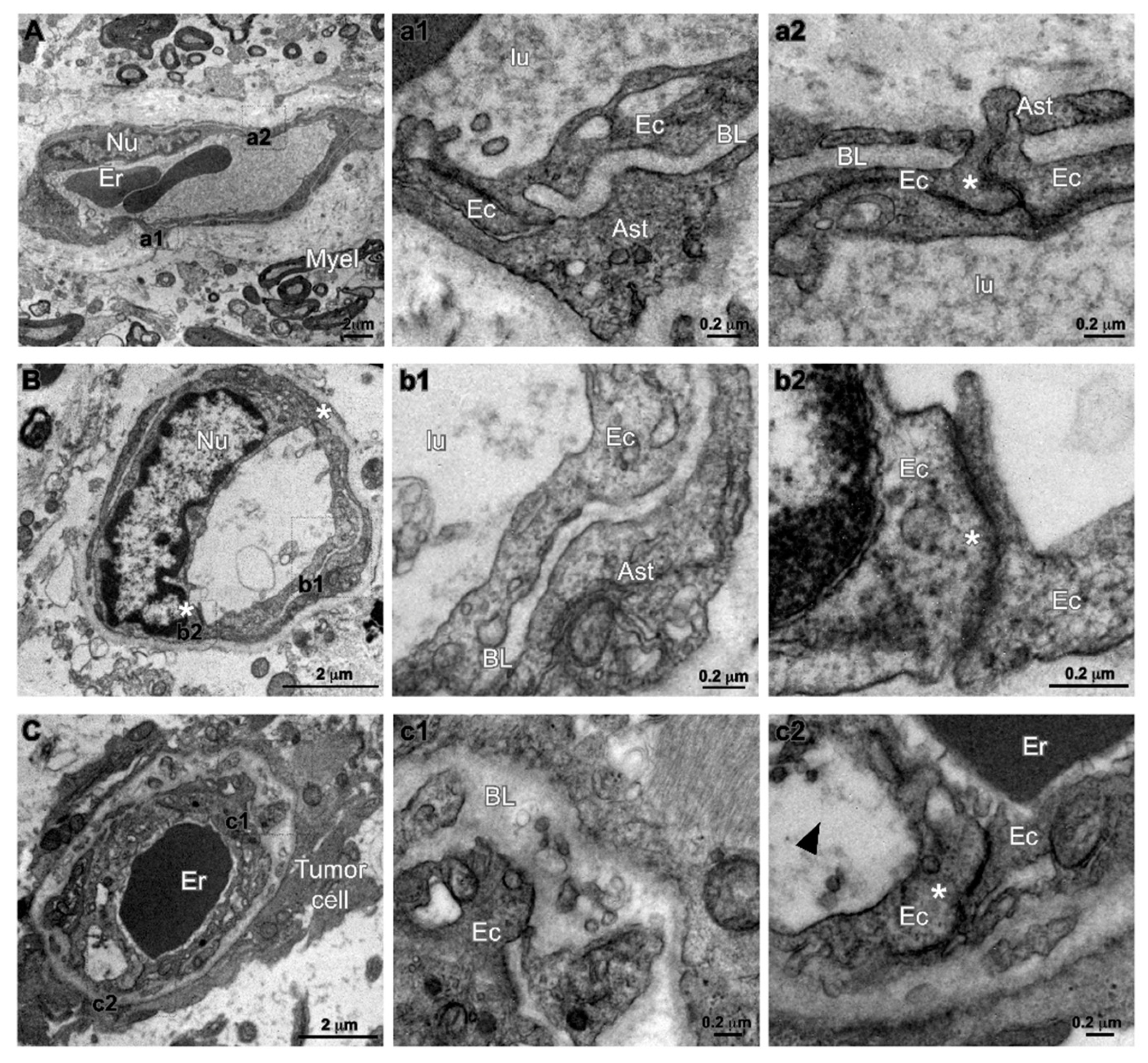Cancers 12 00018 g006