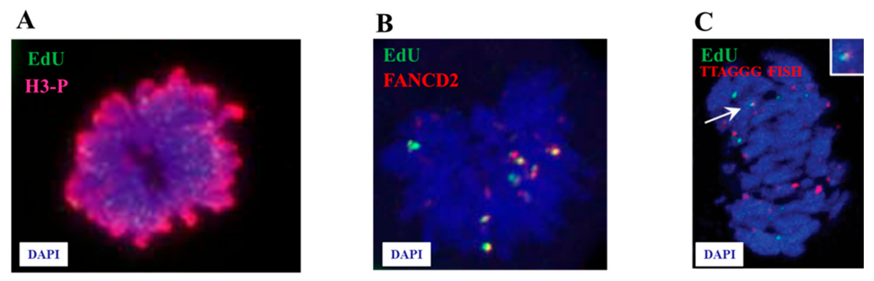 Cancers 12 00026 g001 Cancers 12 00026 g001