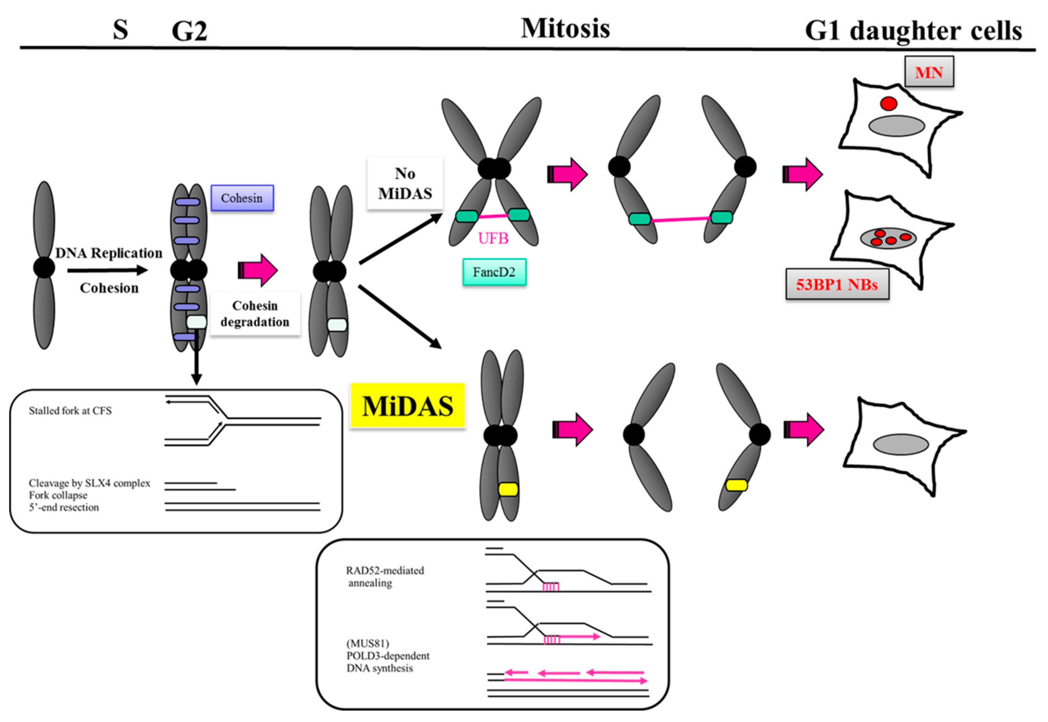Cancers 12 00026 g002 Cancers 12 00026 g002