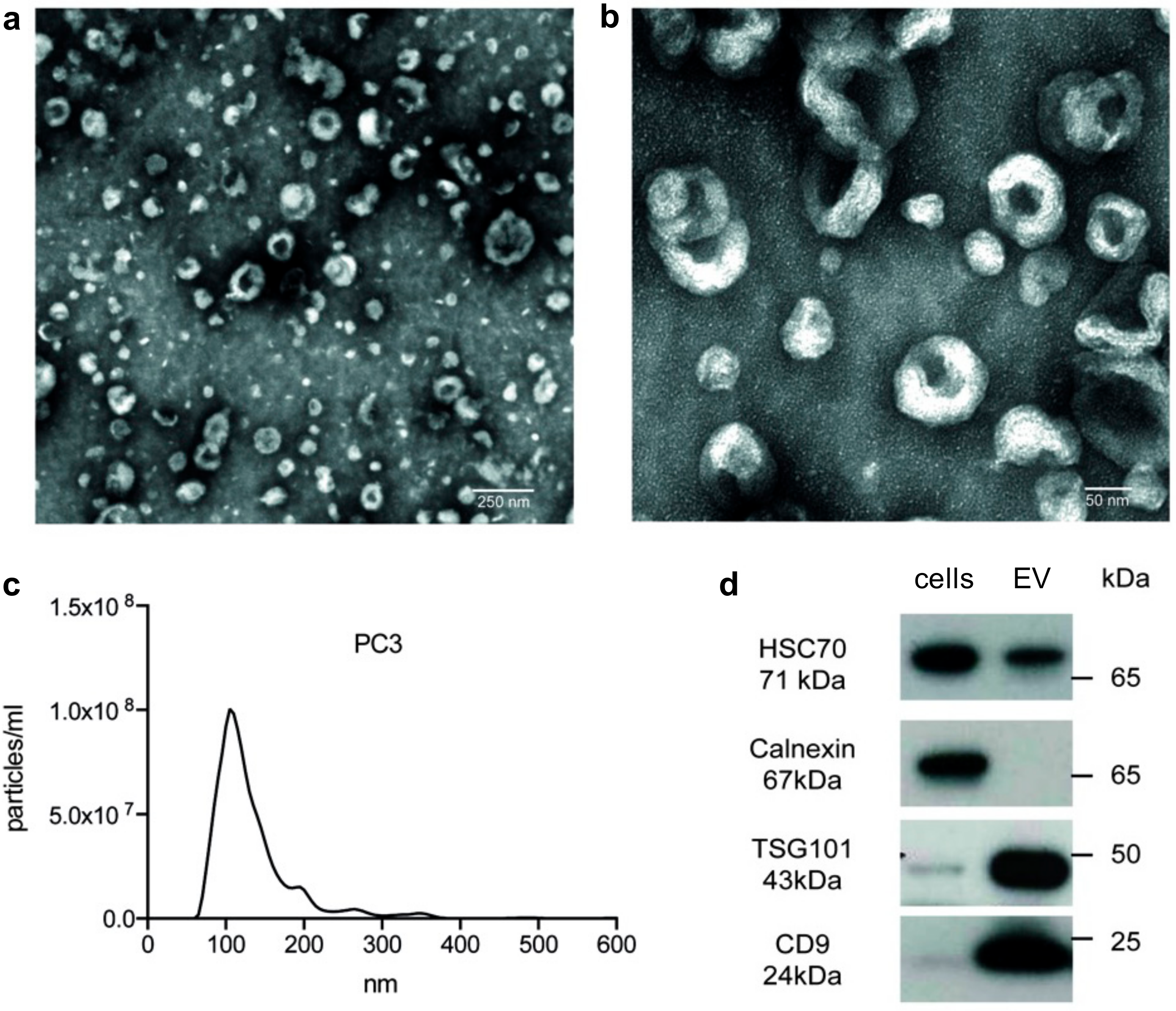 Cancers 12 00043 g001 Cancers 12 00043 g001