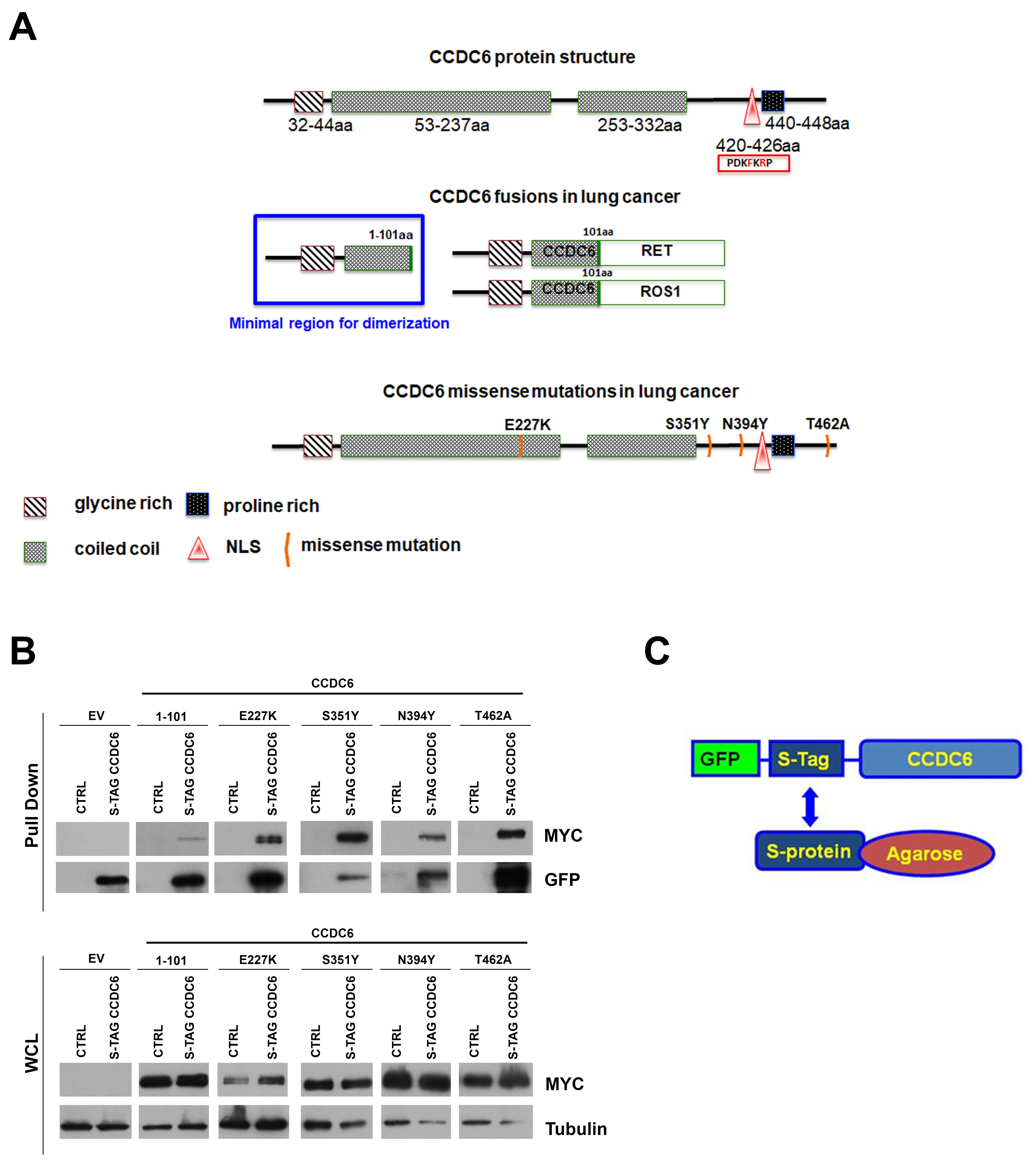 Cancers Free Full Text Nsclc Mutated Isoforms Of Ccdc6 Affect The Intracellular Distribution Of The Wild Type Protein Promoting Cisplatinum Resistance And Parp Inhibitors Sensitivity In Lung Cancer Cells Html