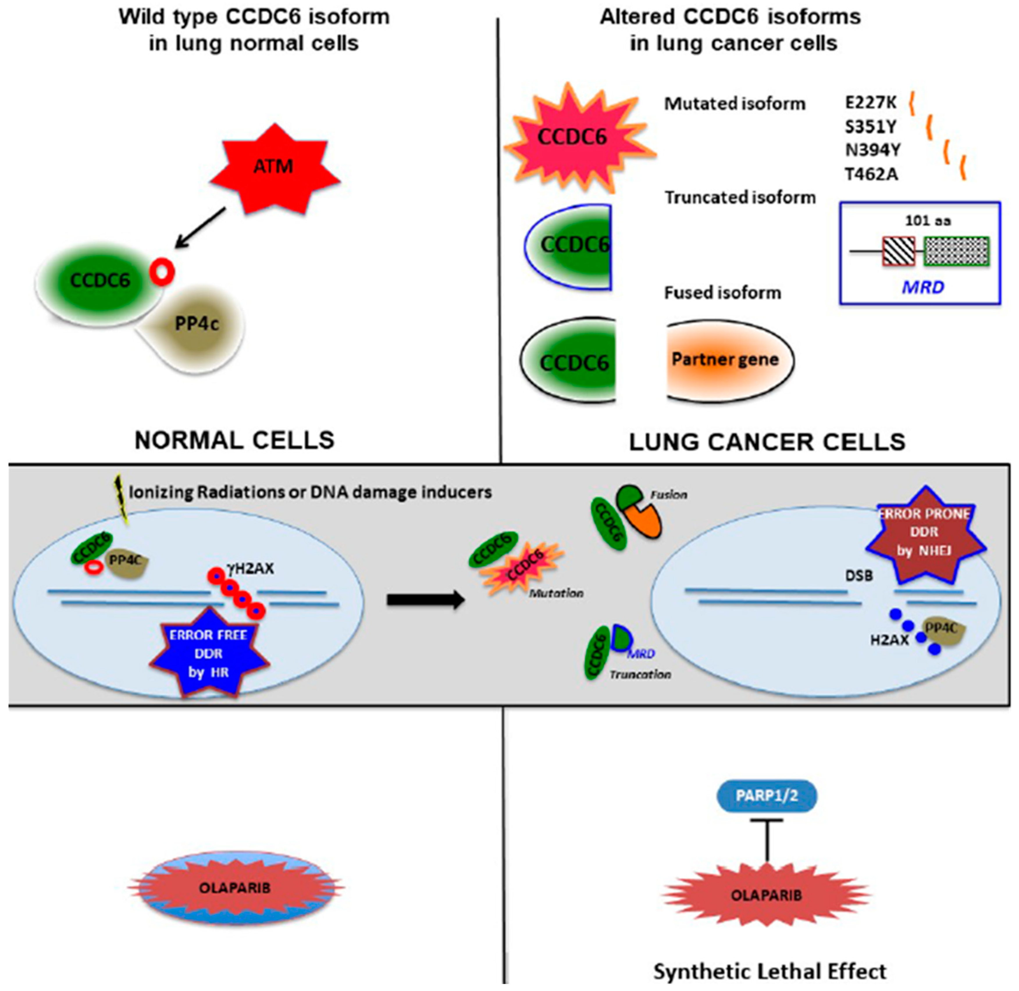 Cancers 12 00044 g006 Cancers 12 00044 g006