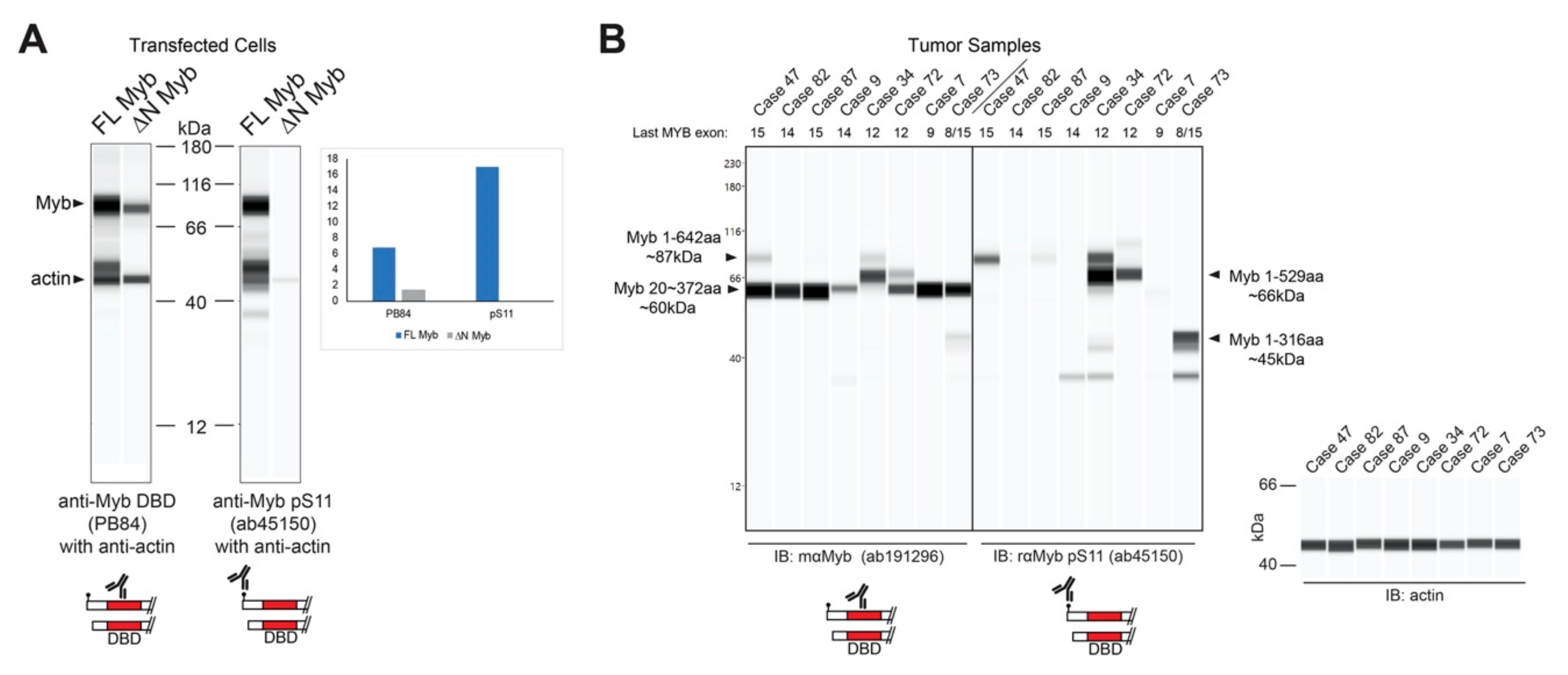 Cancers 12 00045 g004 Cancers 12 00045 g004