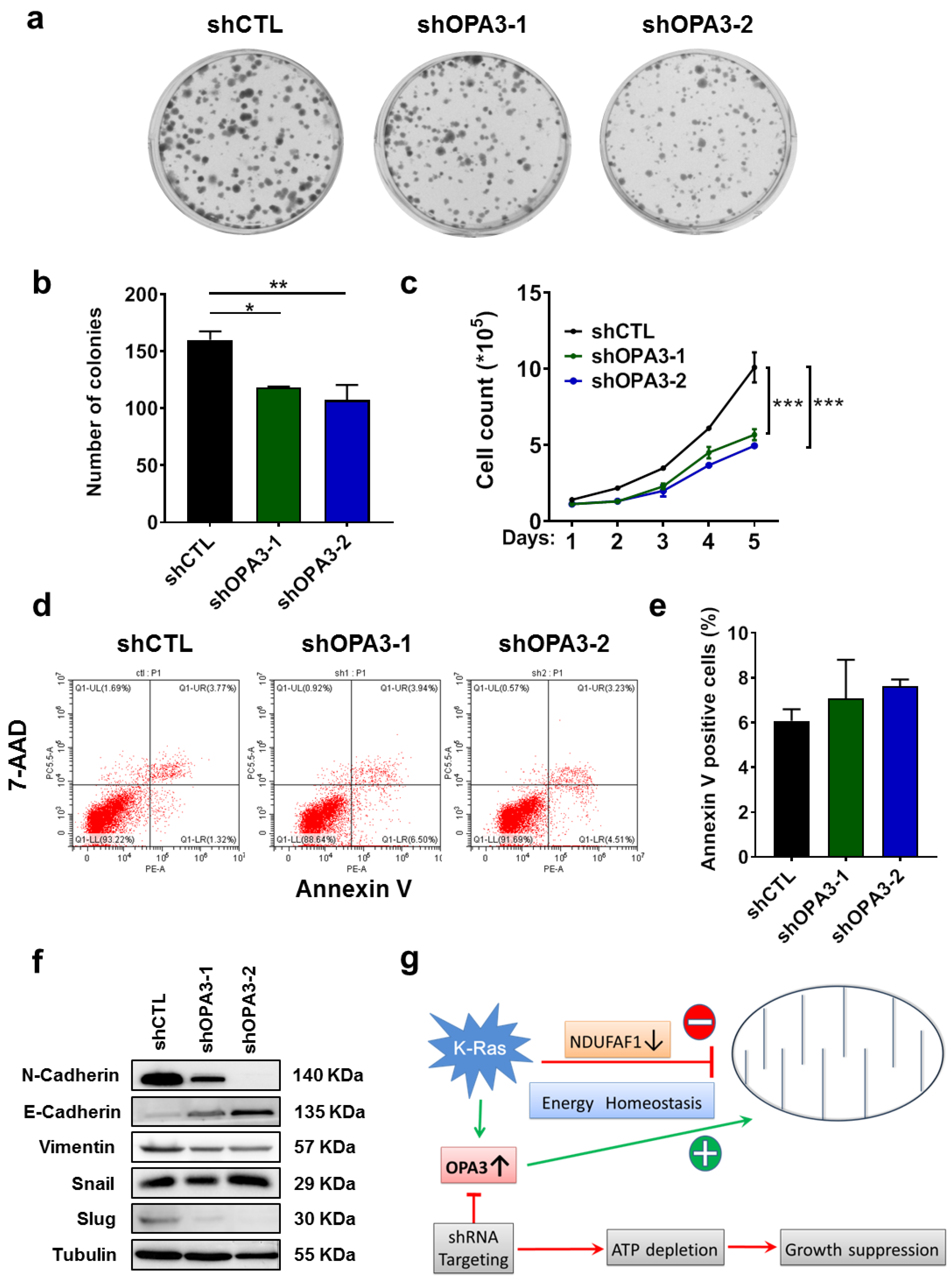 Cancers 12 00065 g004