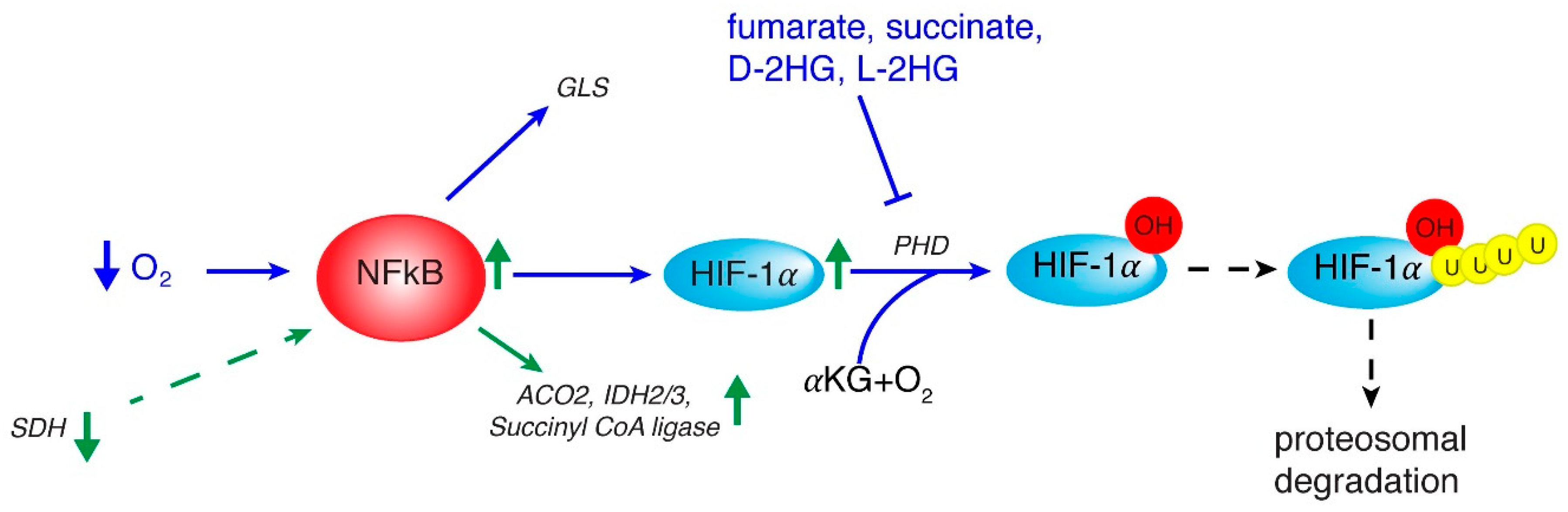 Cancers 12 00068 g001 Cancers 12 00068 g001