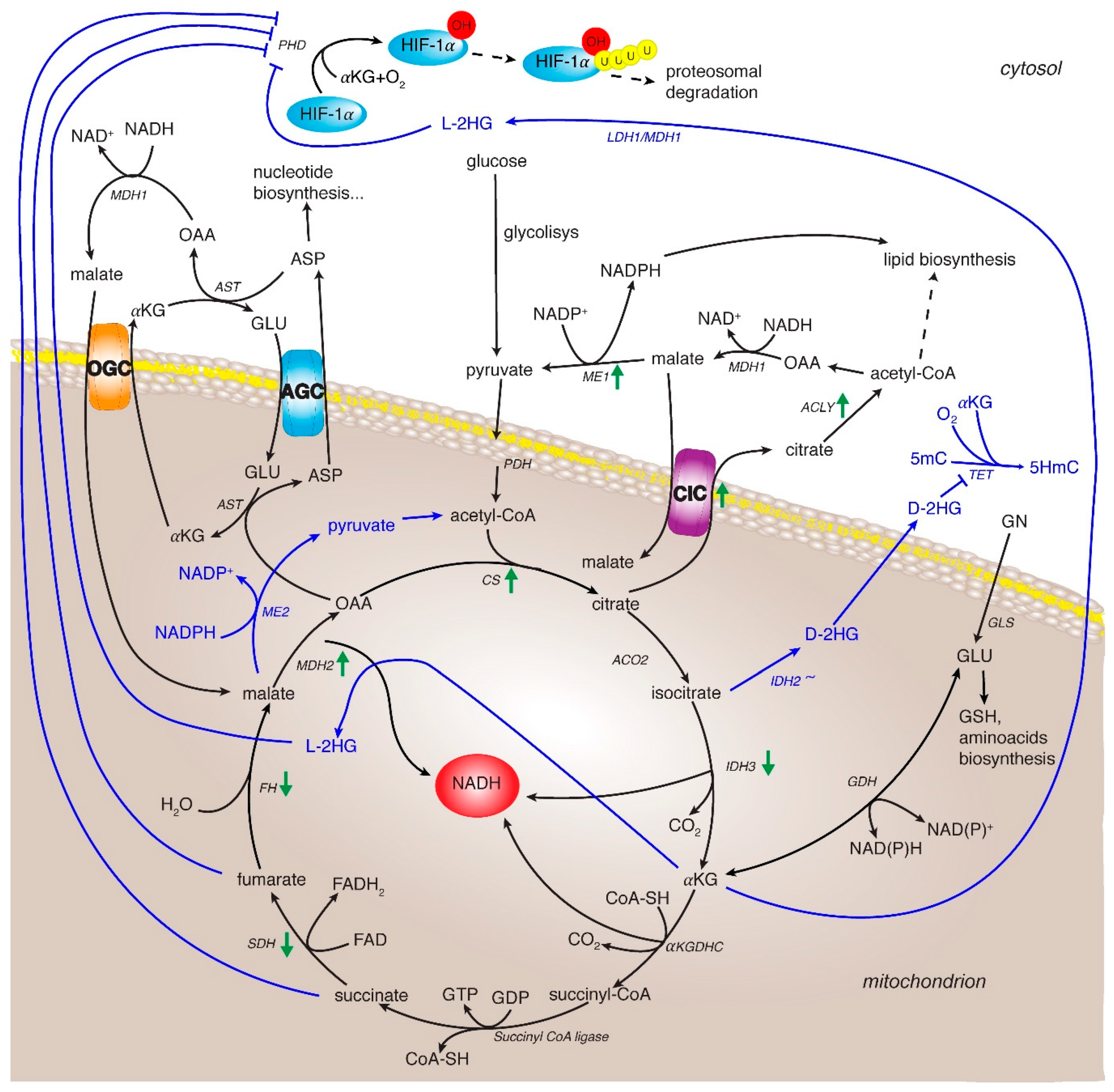 Cancers 12 00068 g002 Cancers 12 00068 g002
