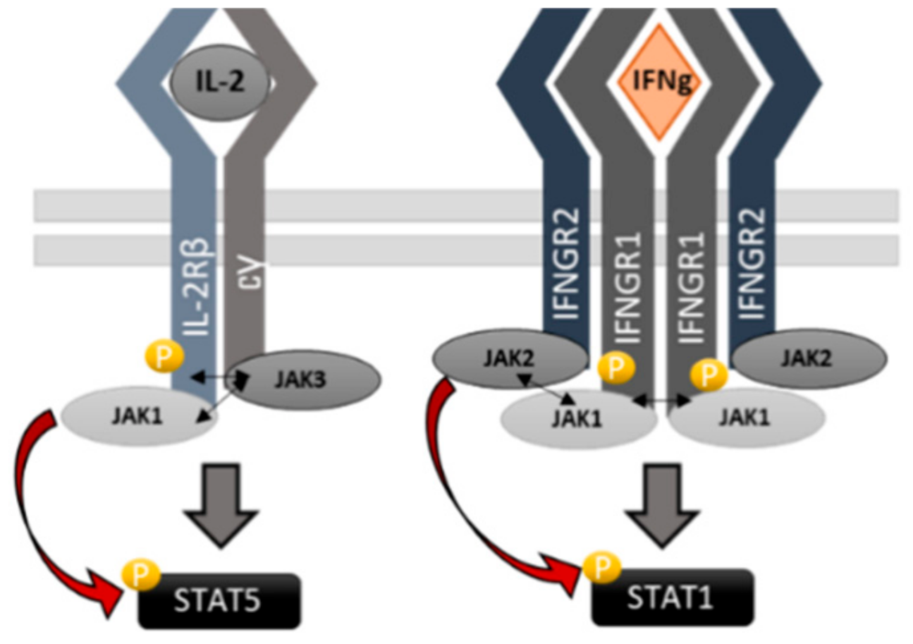 Cancers 12 00078 g006 Cancers 12 00078 g006
