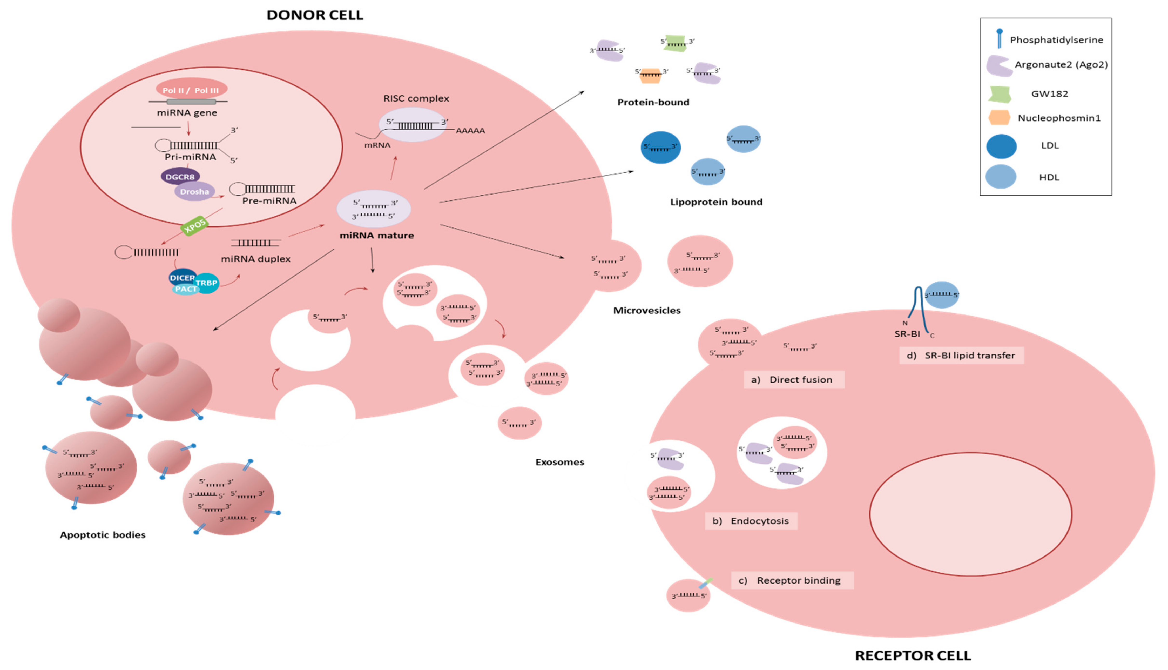 MicroRNAs and Metastasis