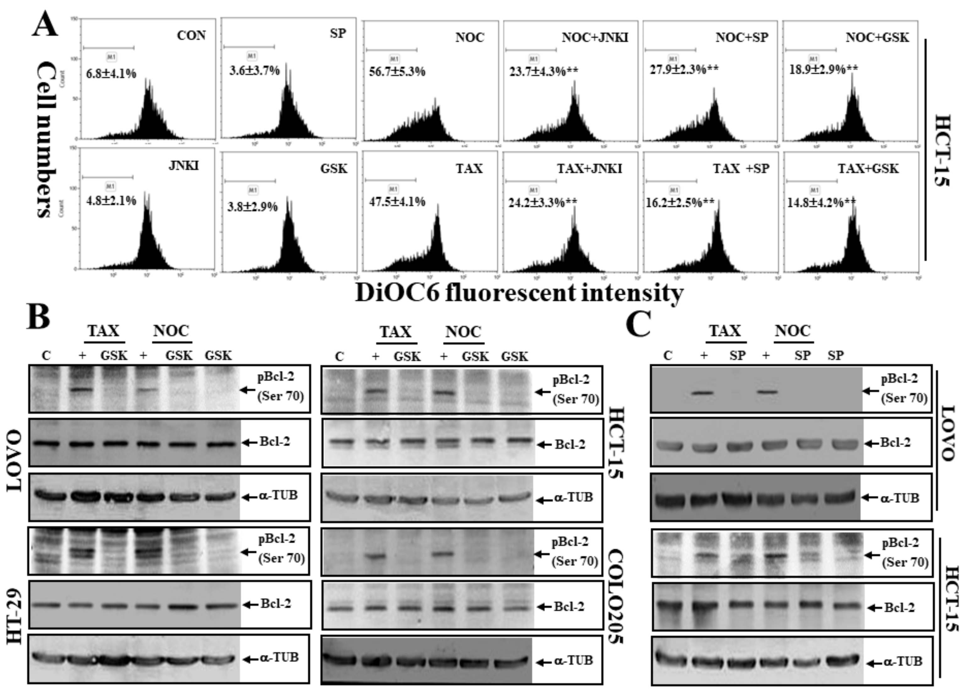 Cancers 12 00097 g007 Cancers 12 00097 g007