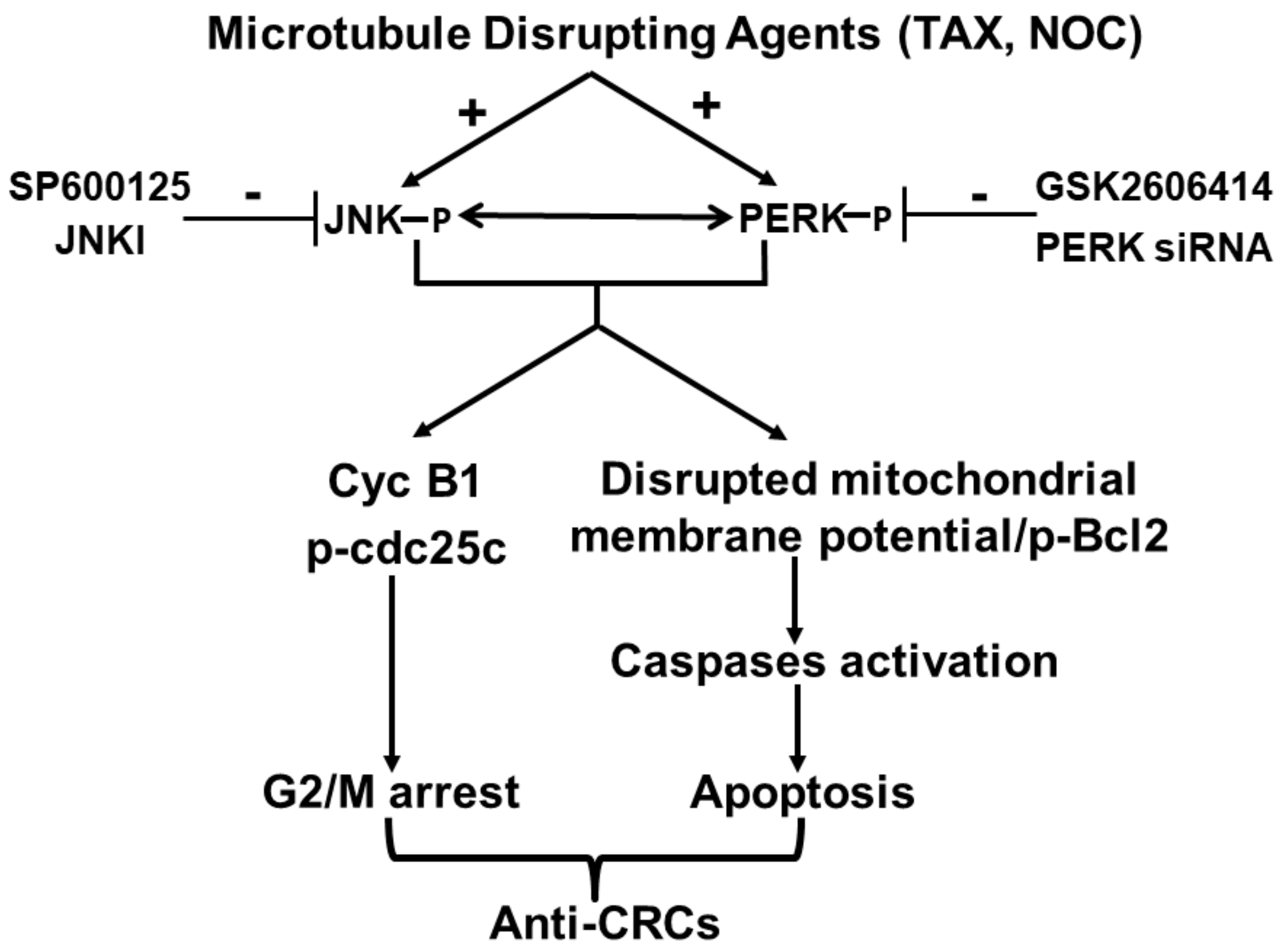 Cancers 12 00097 g008 Cancers 12 00097 g008