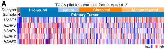 Histone 2A Family Member J Drives Mesenchymal Transition and