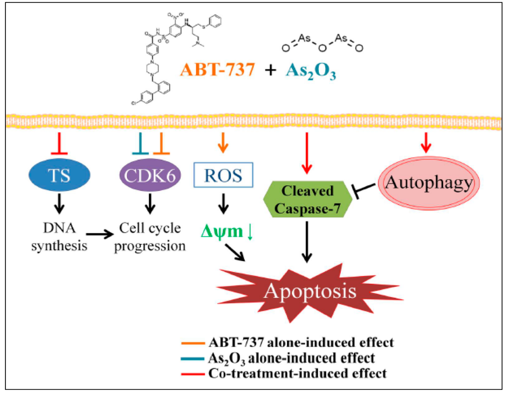 Cancers 12 00108 g007 Cancers 12 00108 g007
