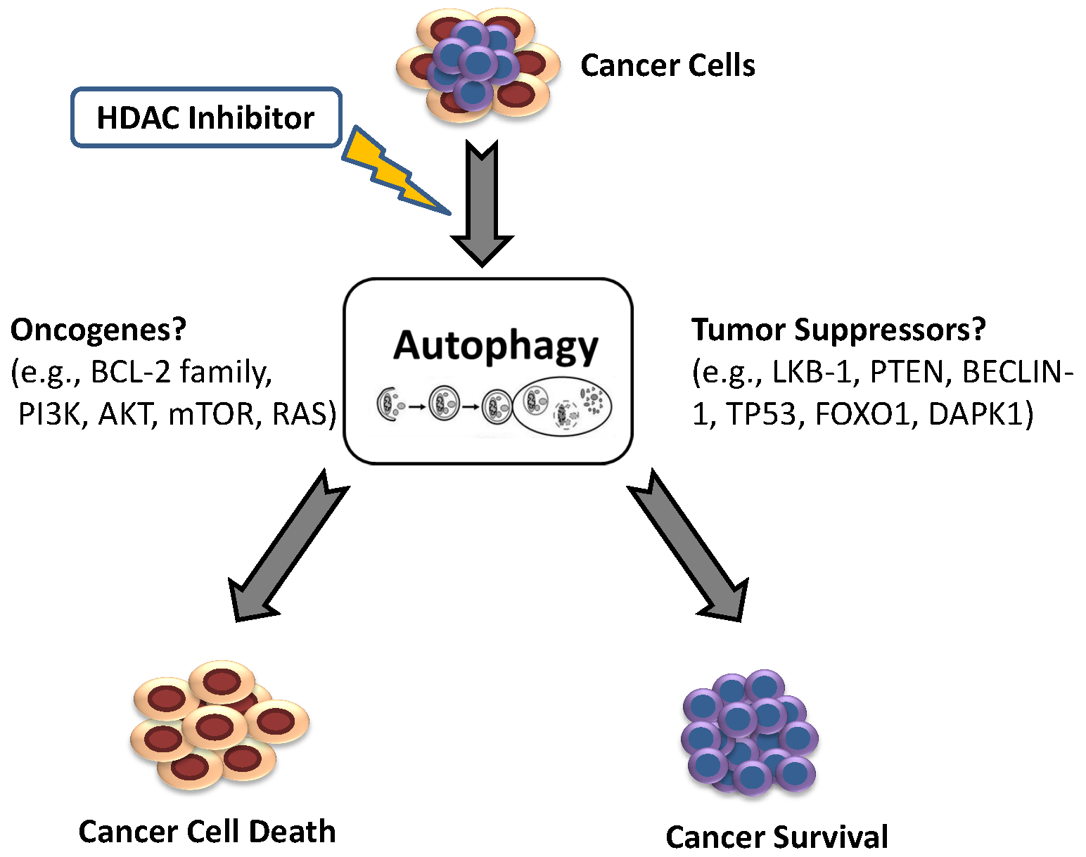 Cancers Free Full Text Molecular Determinants Of Cancer Therapy Resistance To Hdac Inhibitor Induced Autophagy Html