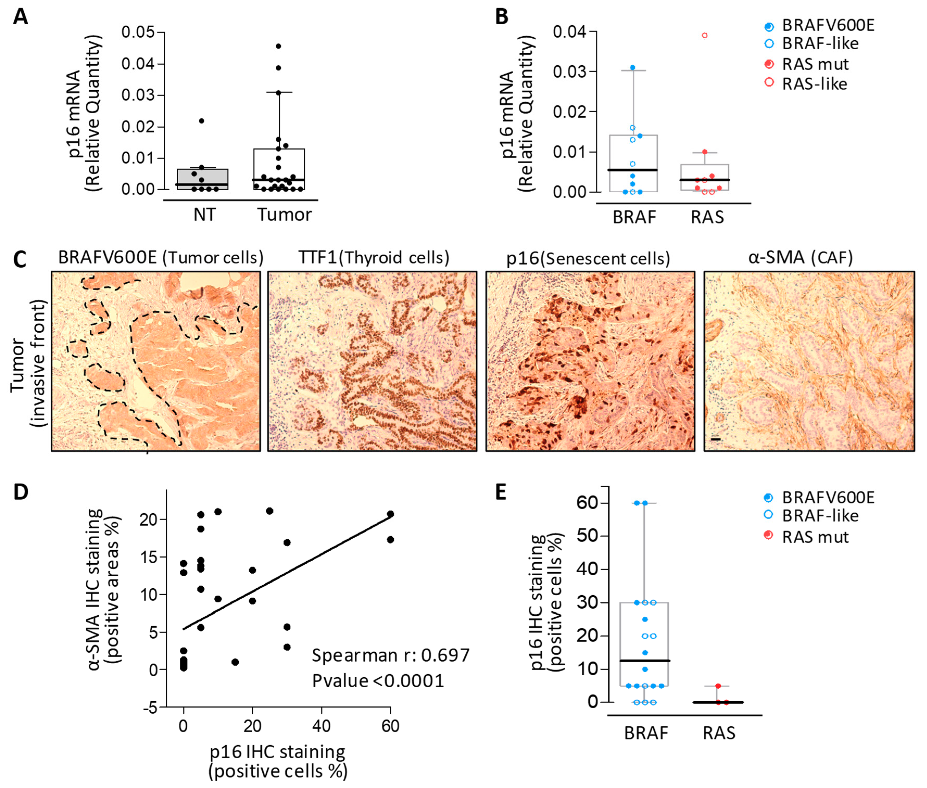 Cancers 12 00112 g004 Cancers 12 00112 g004