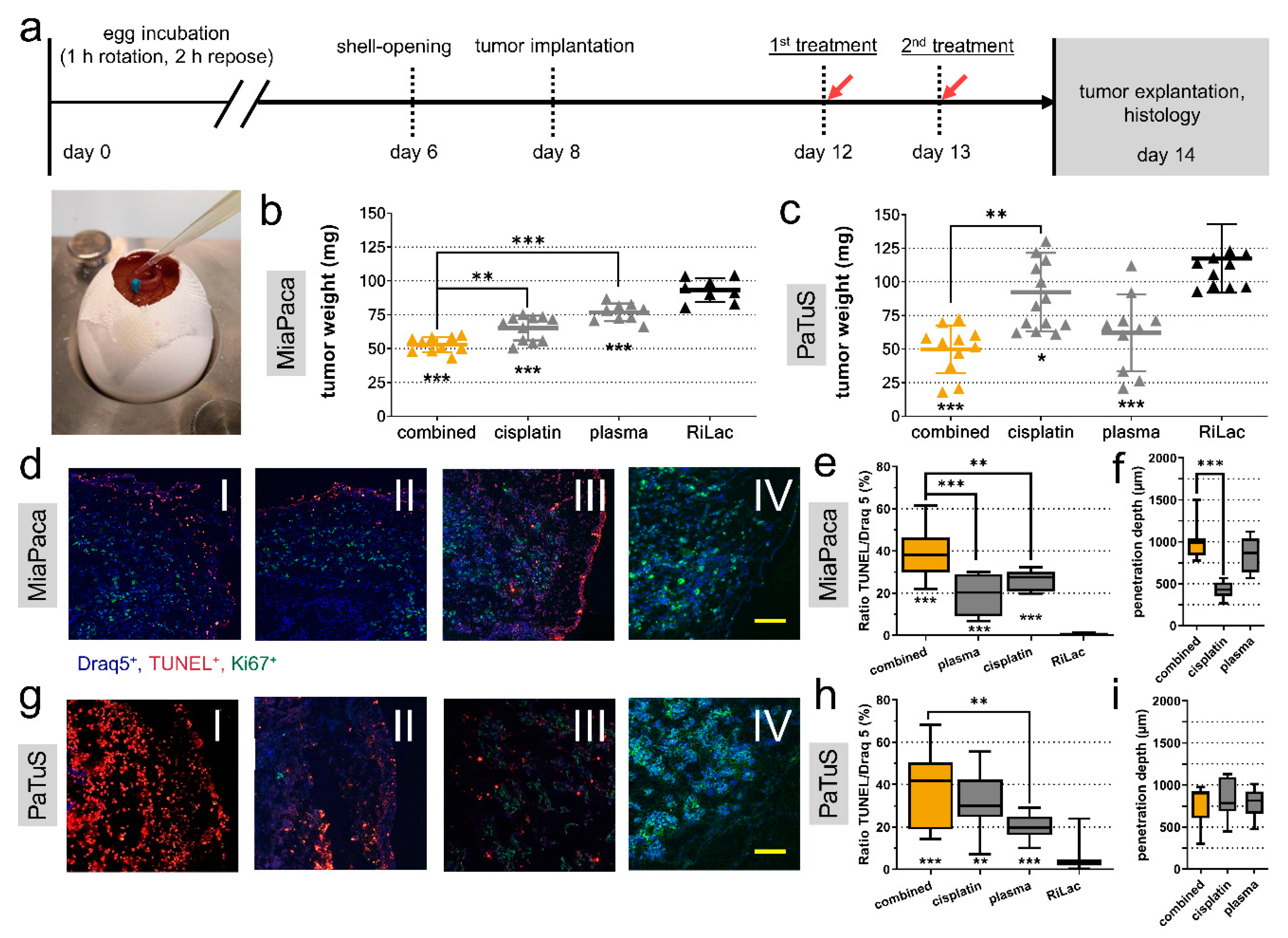 Cancers 12 00123 g007 Cancers 12 00123 g007