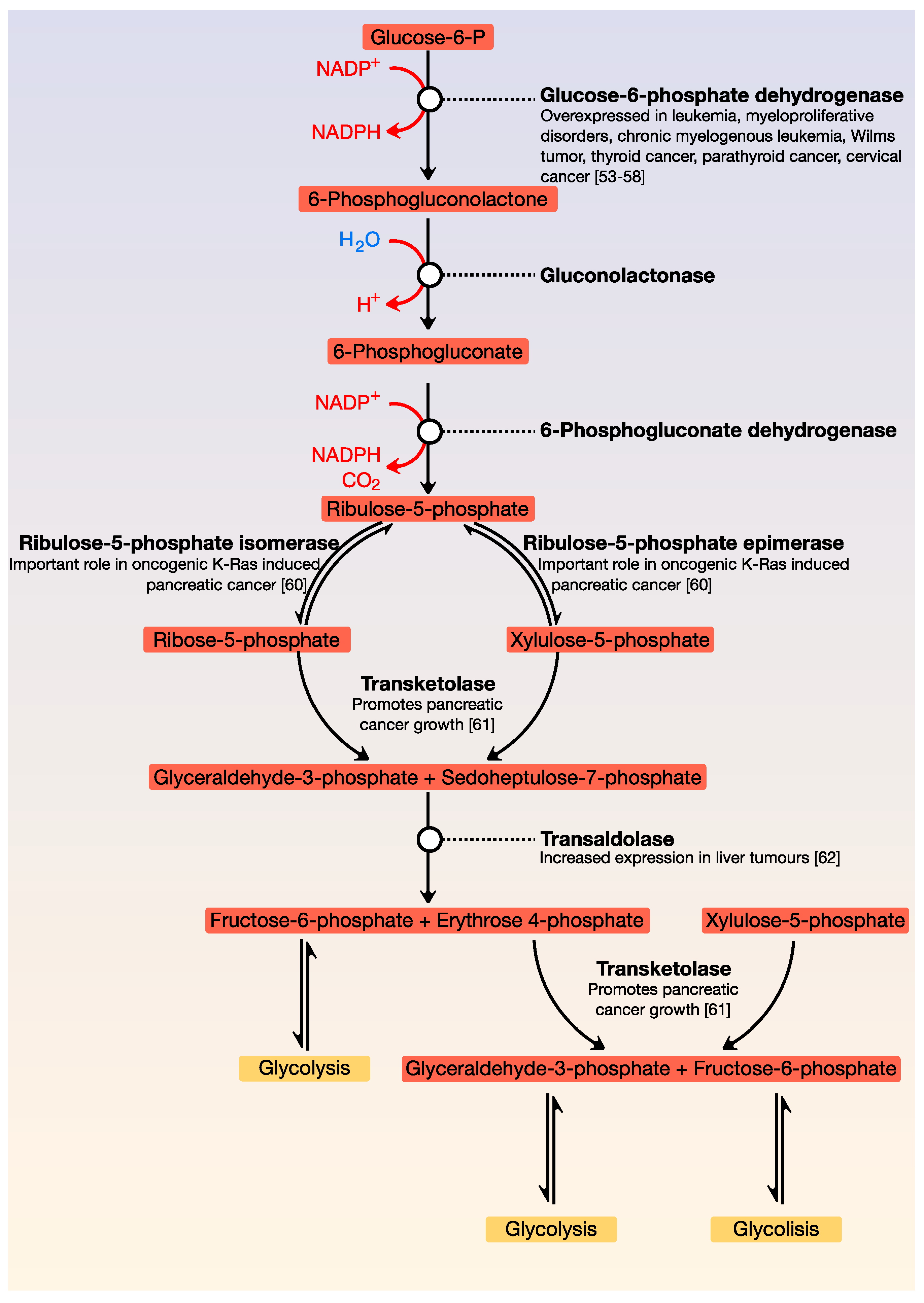 Cancers Free Full Text Energy Metabolism In Cancer The Roles Of Stat3 And Stat5 In The Regulation Of Metabolism Related Genes Html Cancers Free Full Text Energy Metabolism In Cancer The Roles Of Stat3 And Stat5 In The Regulation Of Metabolism Related Genes Html
