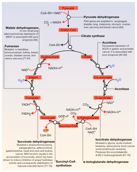 Cancers Free Full Text Energy Metabolism In Cancer The Roles Of Stat3 And Stat5 In The Regulation Of Metabolism Related Genes Html