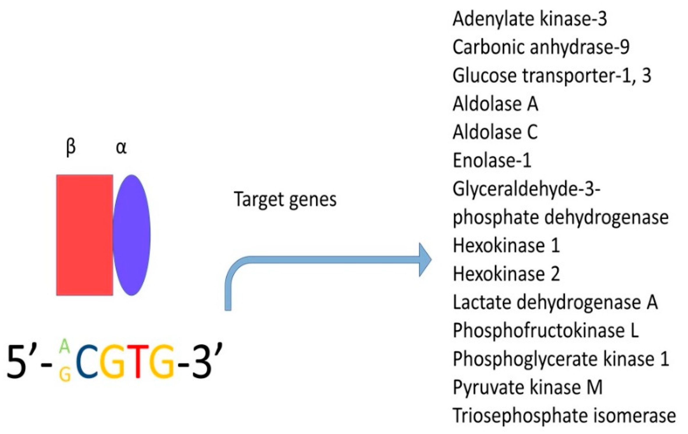 Cancers Free Full Text Energy Metabolism In Cancer The Roles Of Stat3 And Stat5 In The Regulation Of Metabolism Related Genes Html Cancers Free Full Text Energy Metabolism In Cancer The Roles Of Stat3 And Stat5 In The Regulation Of Metabolism Related Genes Html