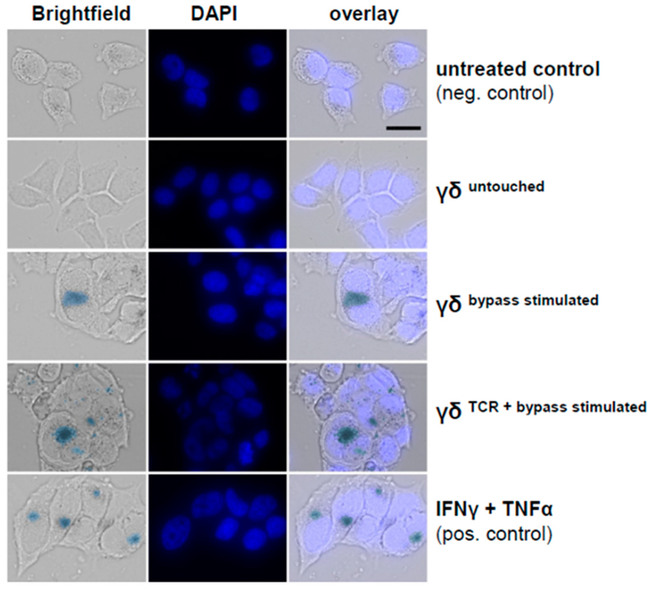 Cancers 12 00130 g009 Cancers 12 00130 g009