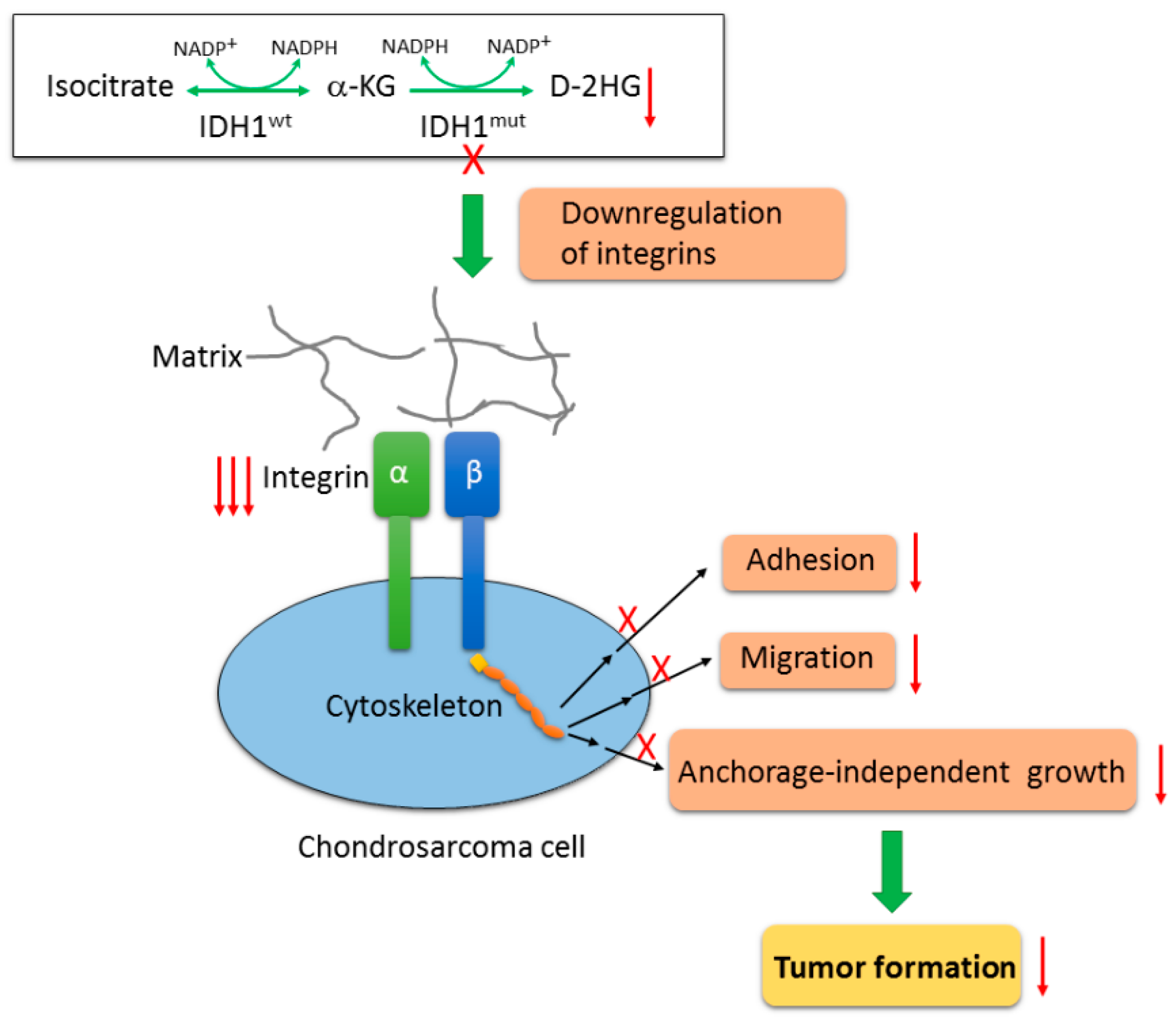 Cancers 12 00141 g007 Cancers 12 00141 g007