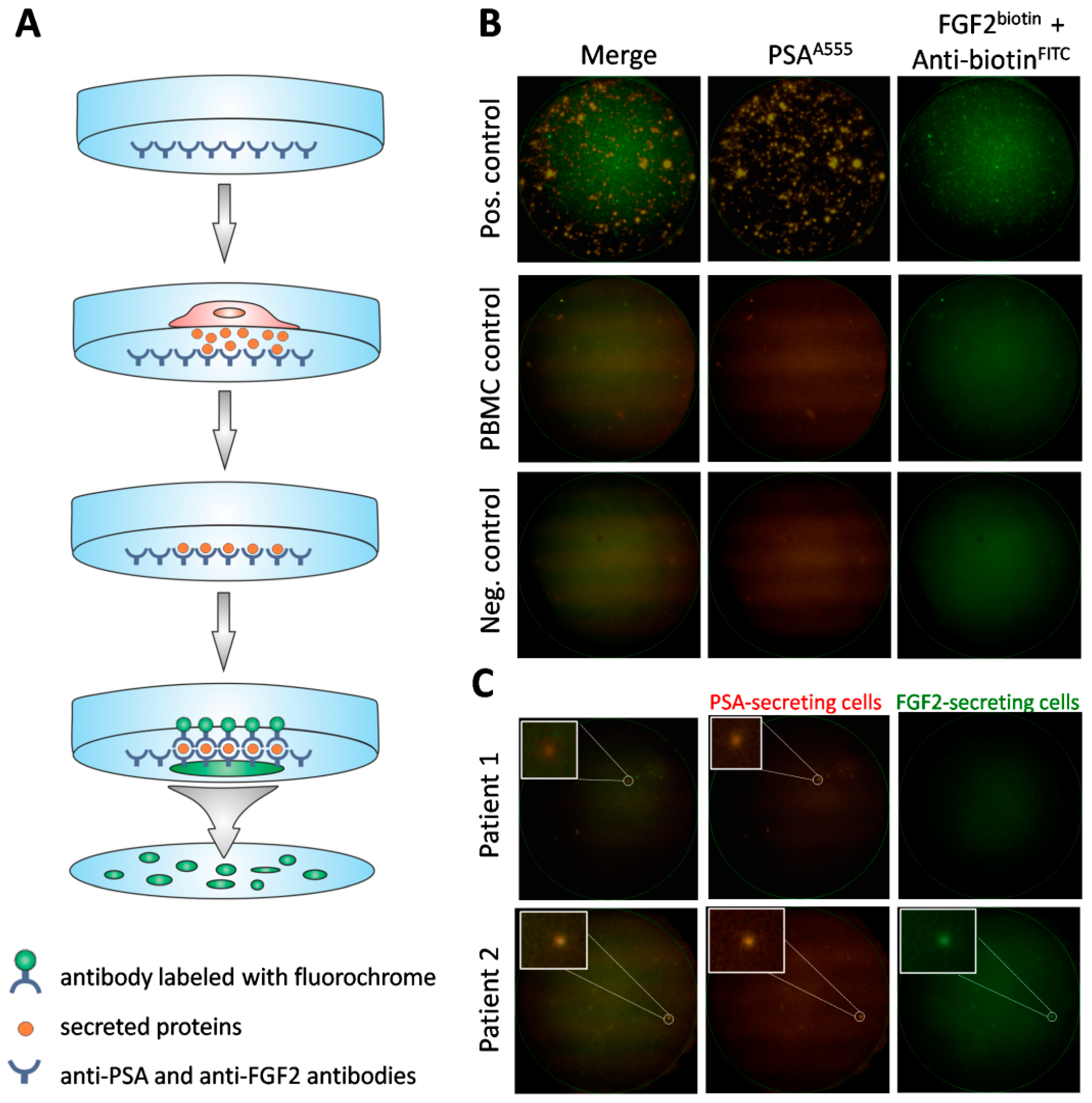 Cancers 12 00160 g002